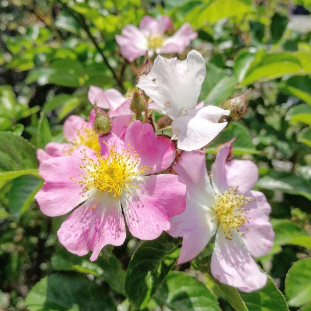 ツクシノイバラ Rosa Multiflora Var Adenochaeta 天空のバラ園 無農薬バラ苗 花苗 クレマチス ハーブ産直販売 ツクシノイバラ Rosa Multiflora Var Adenochaeta 天空のバラ園 無農薬バラ苗 花苗 クレマチス ハーブ産直販売