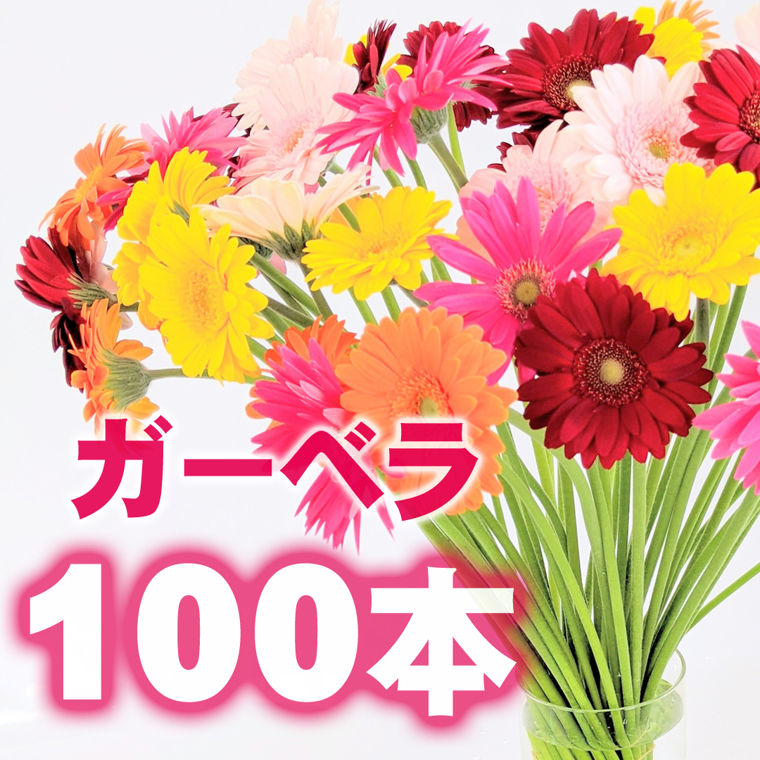 ガーベラ 100本 コロナ救済 送料無料 スマイルフラワープロジェクト