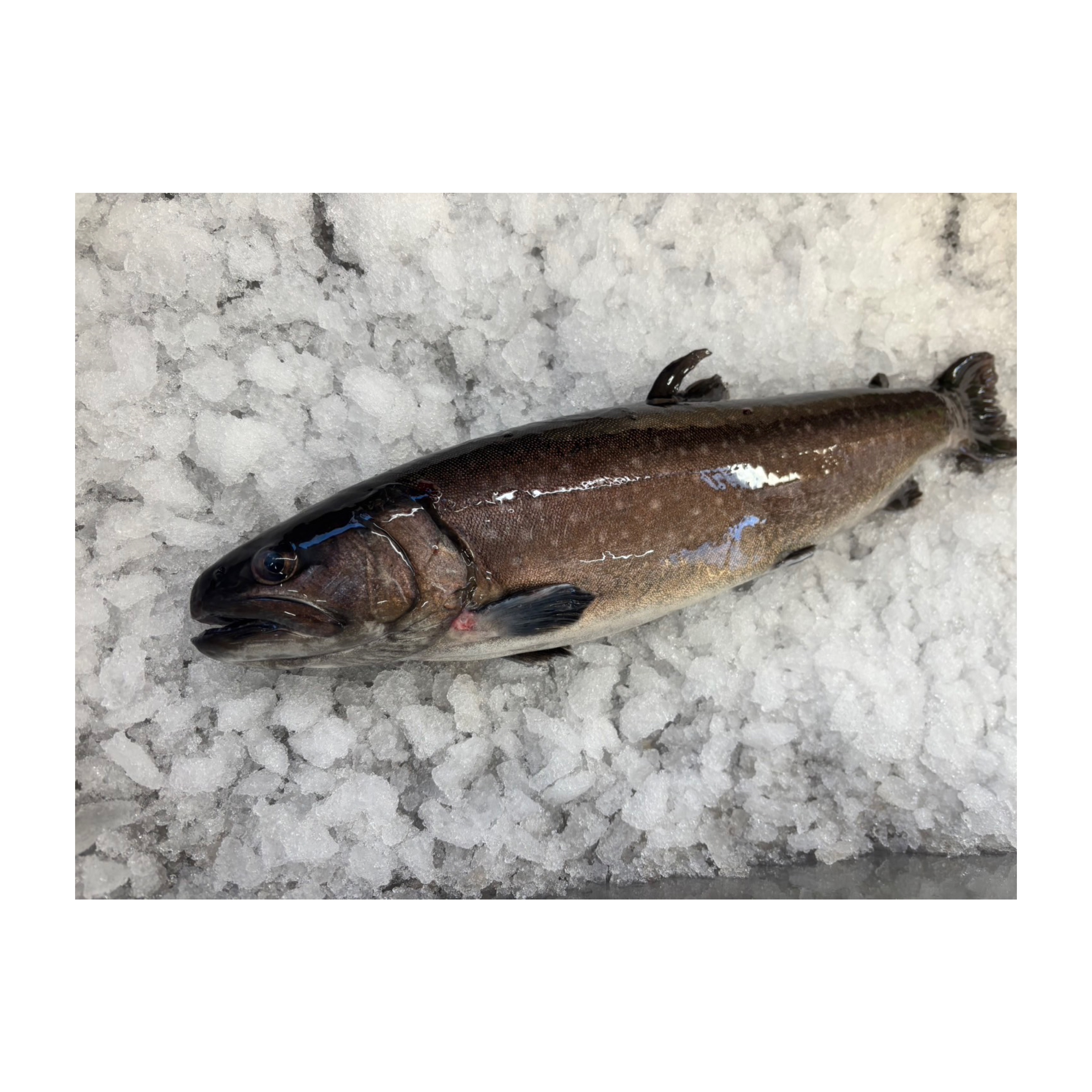 【鬼絞め】大王イワナ