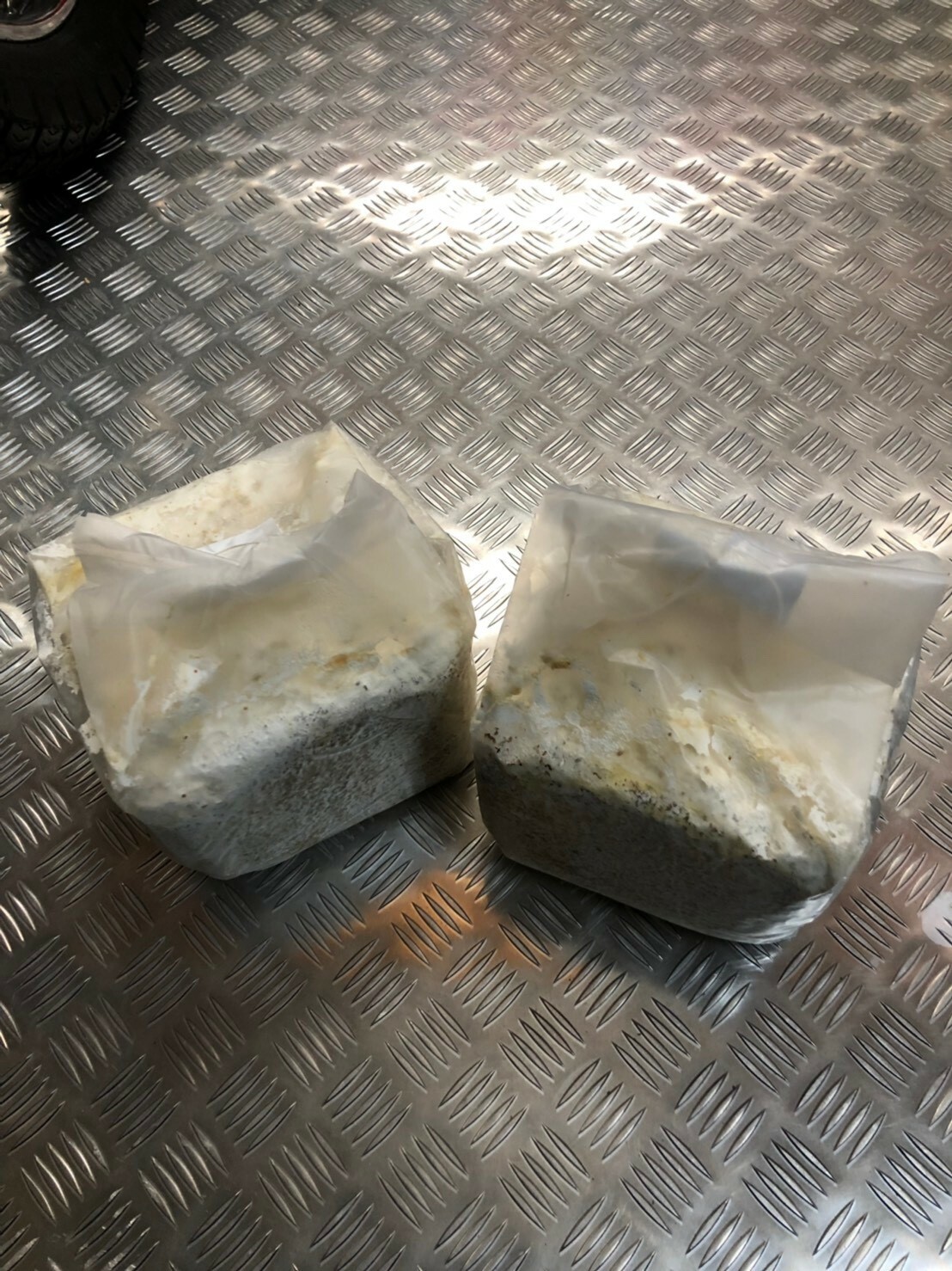 オオヒラタケ クヌギ菌糸ブロック 4000cc クワガタ研究所