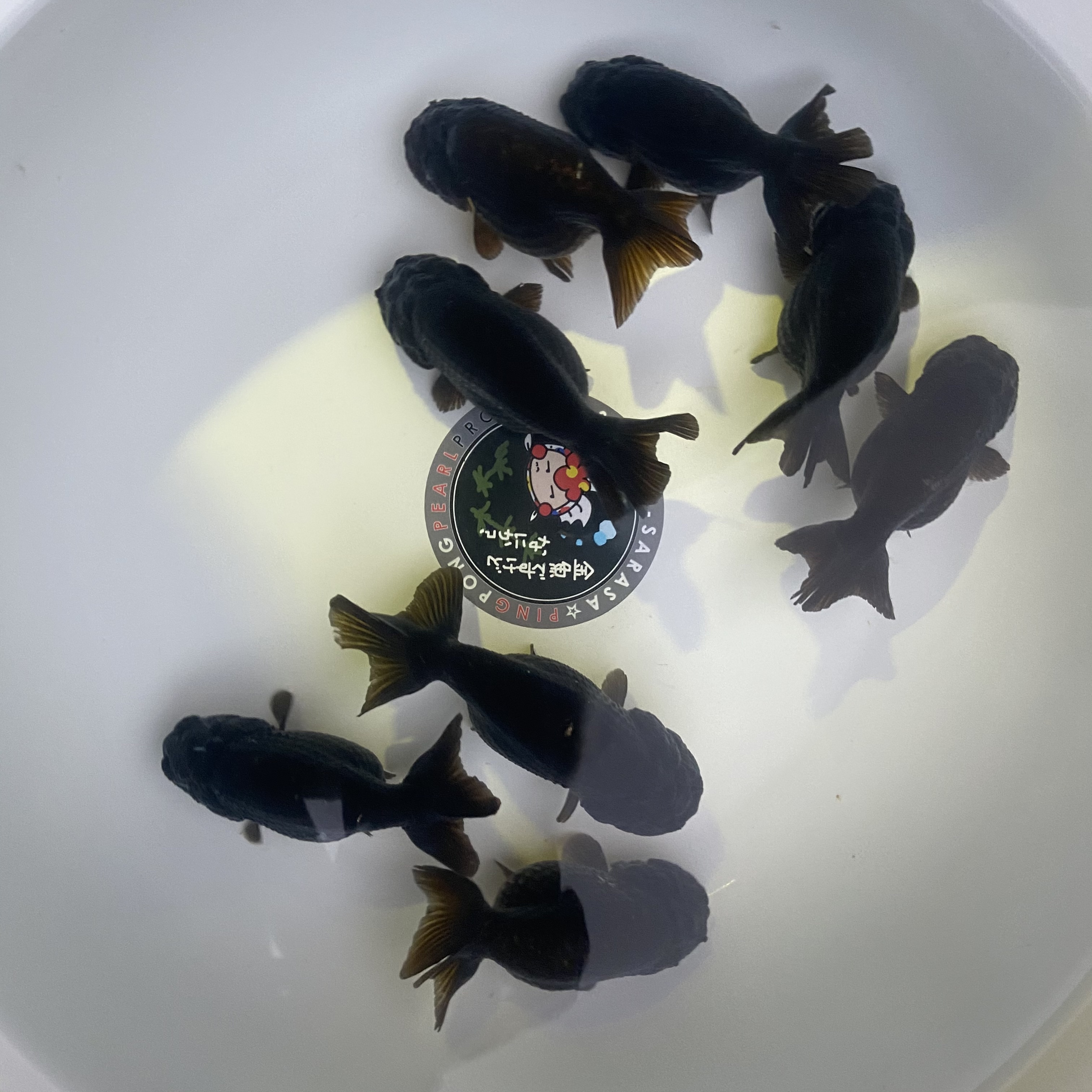 金魚 生体 黒らんちゅう 1匹 9センチ前後 選びなし 中国産 Sakura Sarasa