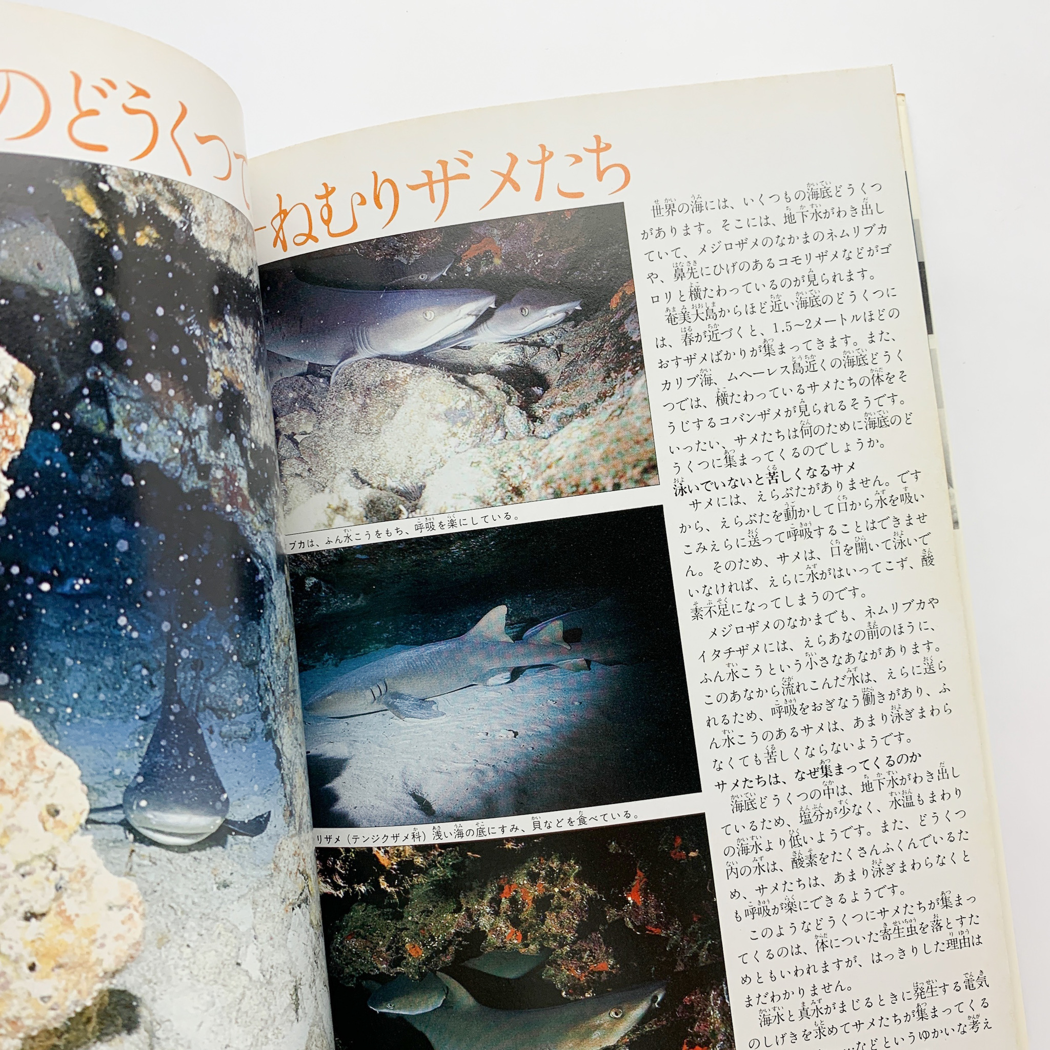 海の怪物 サメやエイのくらし コ本や Honkbooks