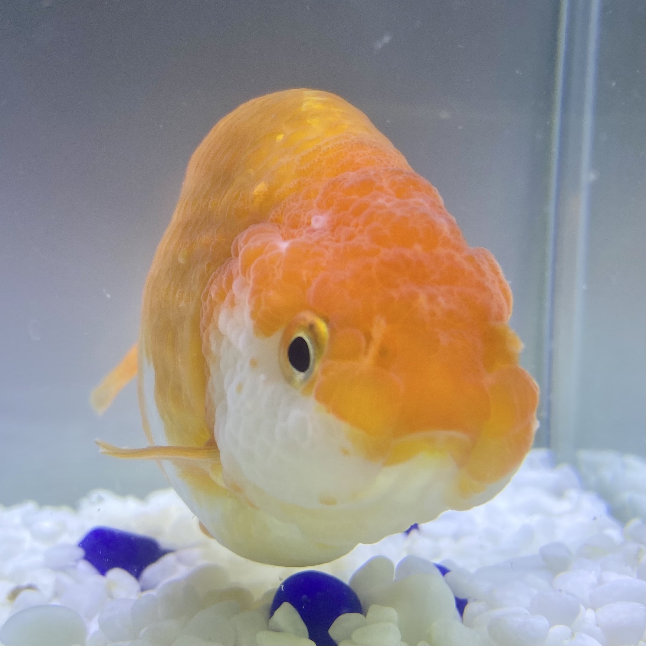 金魚 生体 らんちゅう 1匹 13センチ前後 中国産 Sakura Sarasa