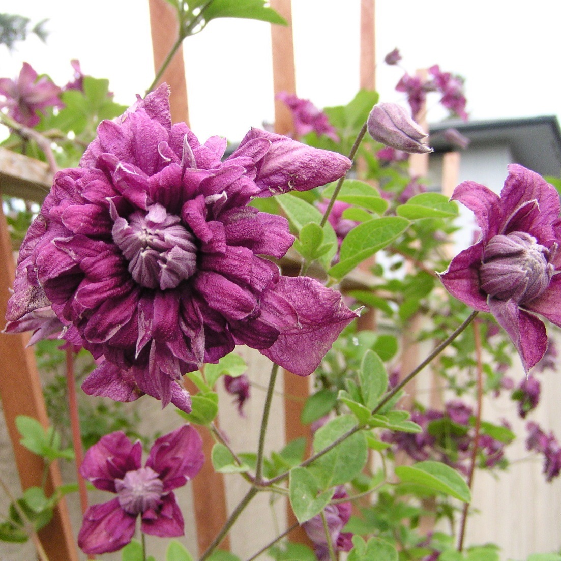 パープレア プレナ エレガンス Purpurea Plena Elegans 21年度秋苗 お届けは21年秋頃以降 注意 クレマチス以外と一緒に注文出来ません 天空のバラ園 無農薬バラ苗 花苗 クレマチス ハーブ産直販売 パープレア プレナ エレガンス Purpurea Plena Elegans 21年度秋苗 お届けは21年秋頃以降 注意 クレマチス以外と一緒に注文出来ません 天空のバラ園 無農薬バラ苗 花苗 クレマチス ハーブ産直販売