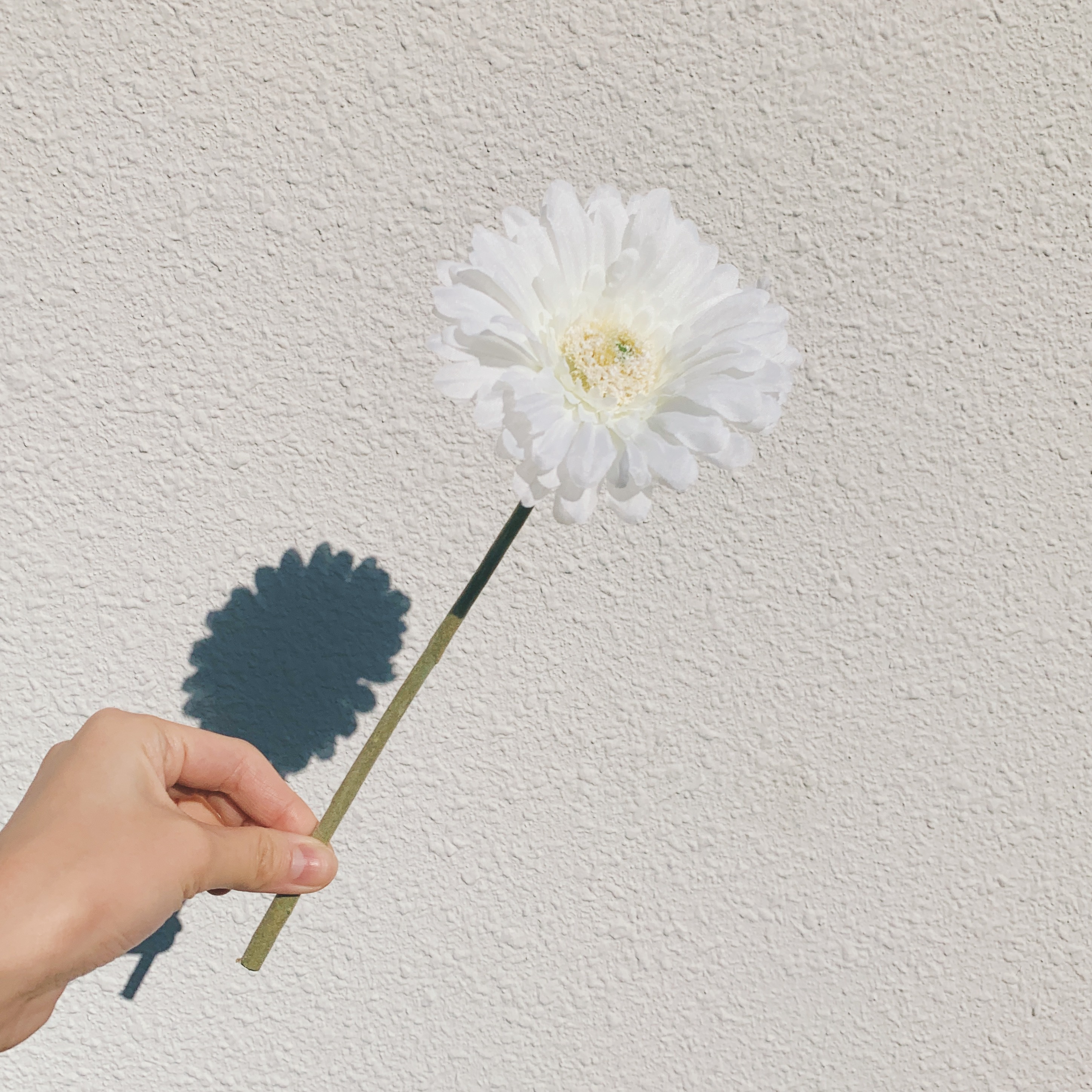 Mini Flower 白いガーベラ A0006 Cocogram Mini Flower 白いガーベラ A0006 Cocogram