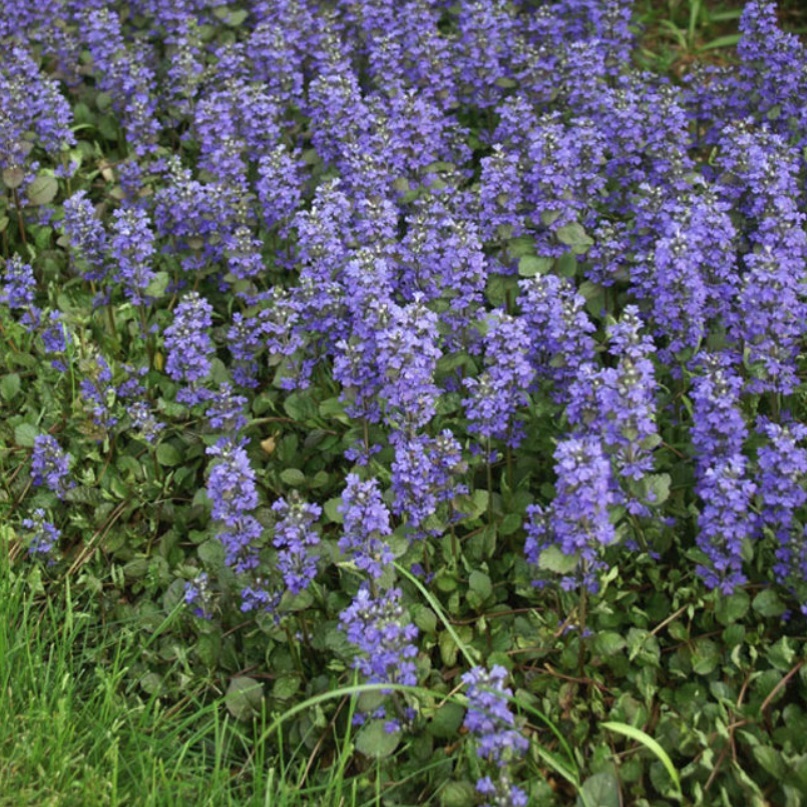 アジュガ ダークマホガニー Ajuga Reptans Dark Mahogany 天空のバラ園 無農薬バラ苗 花 ハーブ産直販売