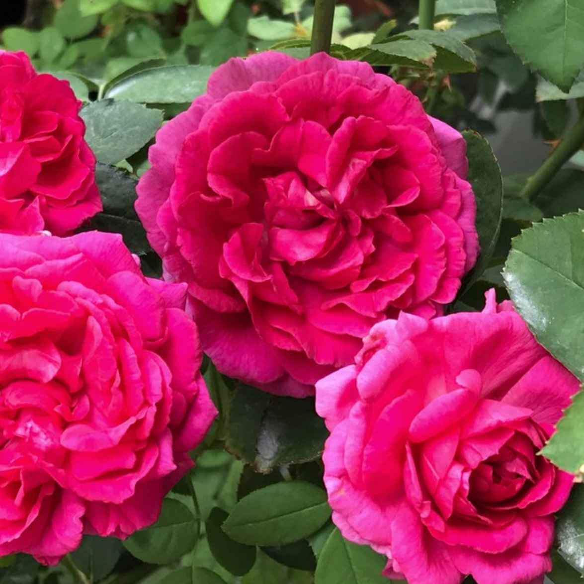 ザ ダークレディ 天空のバラ園 無農薬バラ苗 花苗 クレマチス ハーブ産直販売