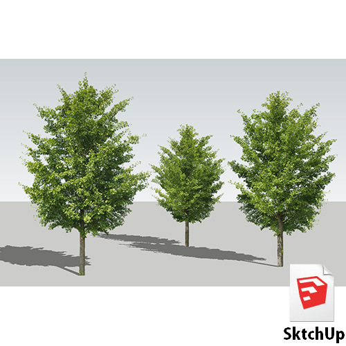 樹木SketchUp 4t_006 - 画像1