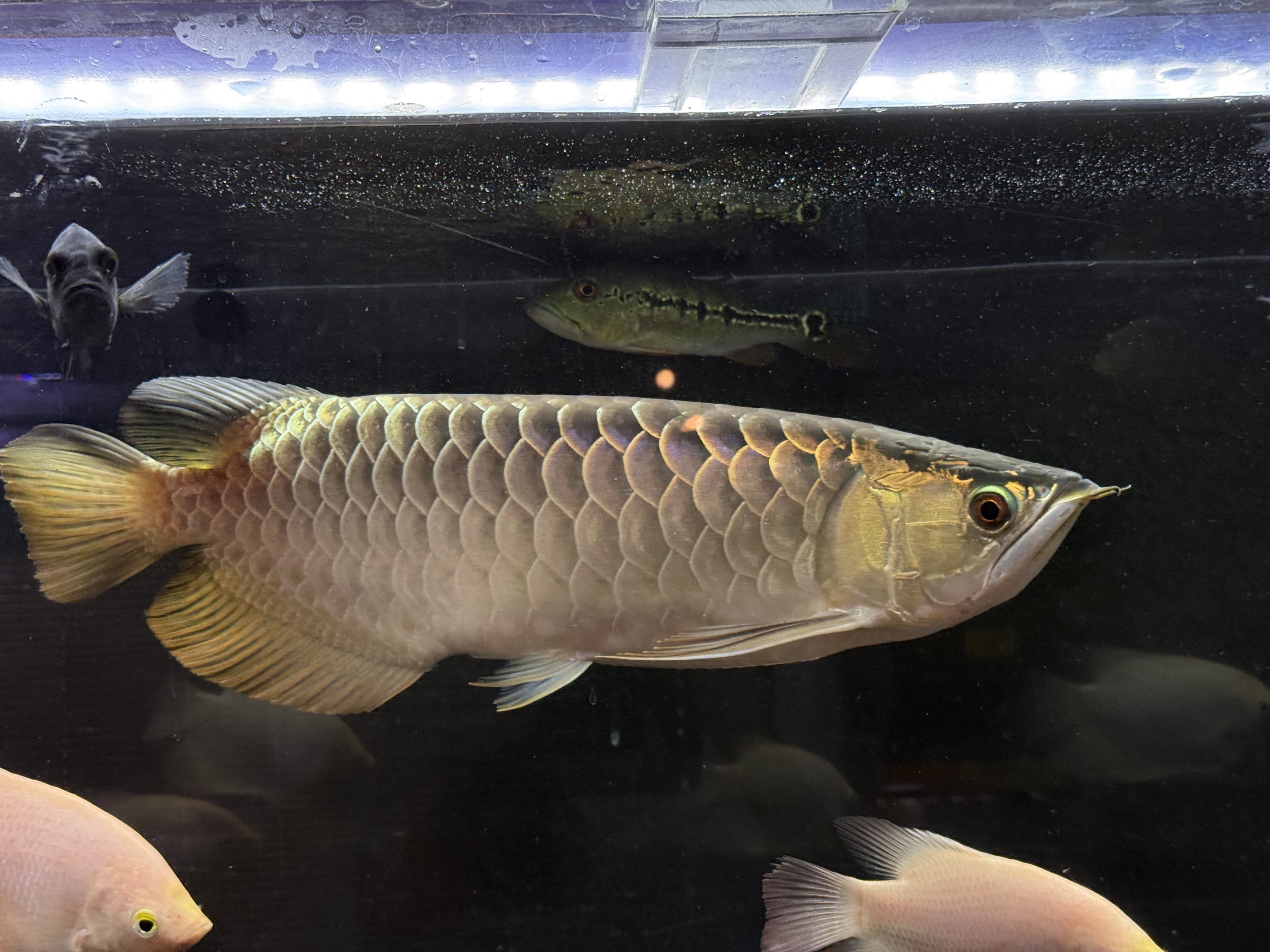 F08   過背金龍　41㎝前後　250-004700  買取個体