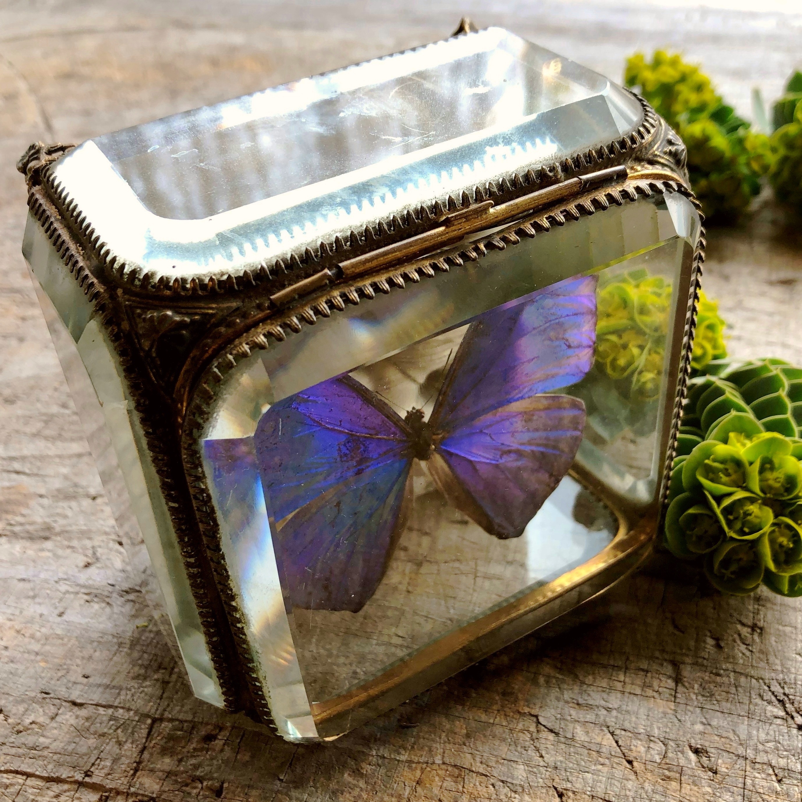 モルフォ蝶の標本入り宝石箱 メルキュール骨董店