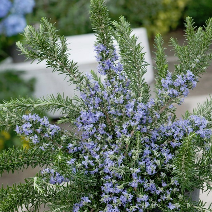 クリーピング ローズマリー Rosmarinus Officinalis 天空のバラ園 無農薬バラ苗 花 ハーブ産直販売