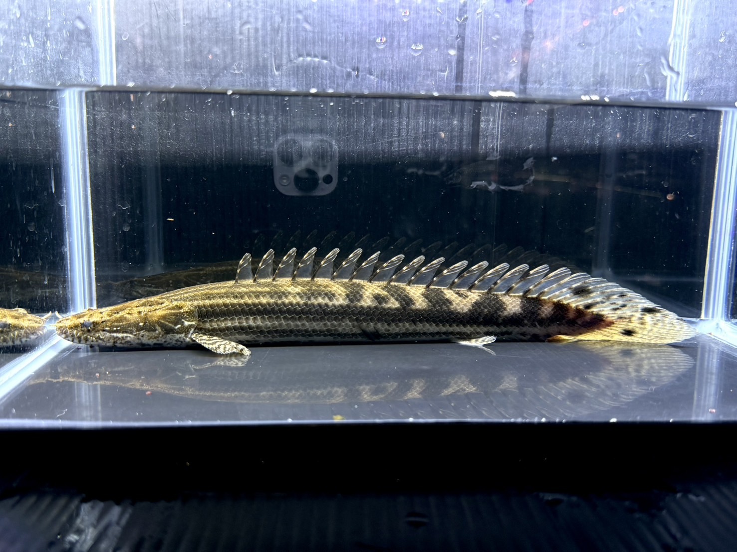 F05   ナイルビチャー　バロ川　32㎝前後　薬浴完了済み
