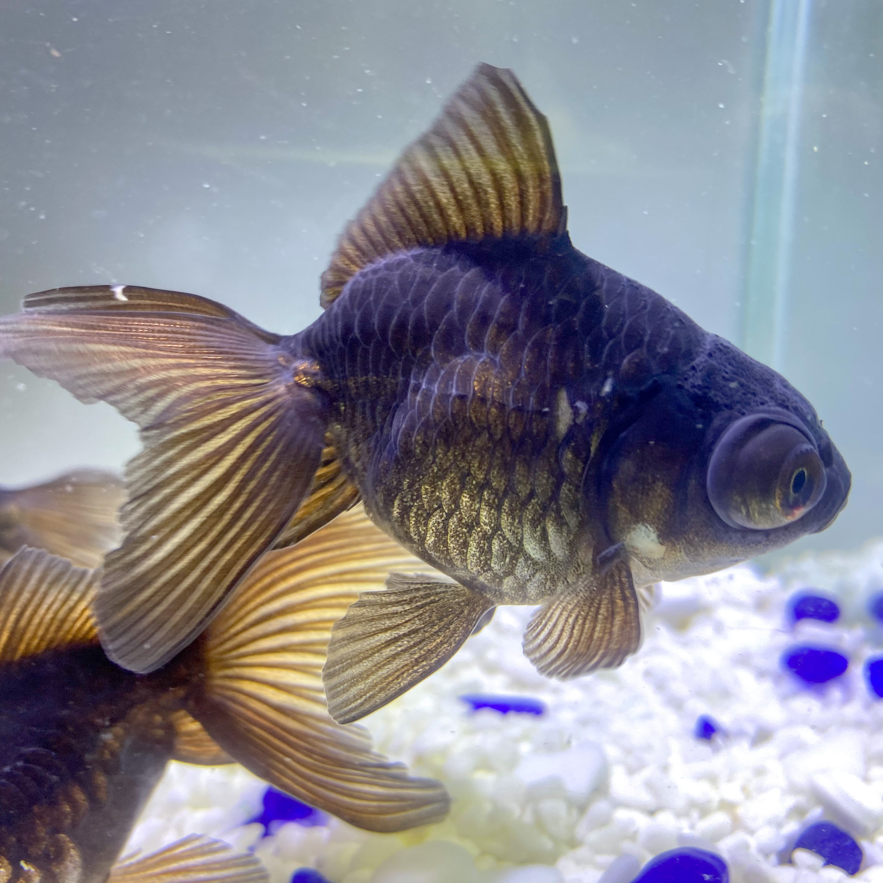 国産 金魚 竜眼鏡鱗オランダ 1匹 自家産 9 10cm前後 鏡鱗 石垣鱗 選びなし Sakura Sarasa