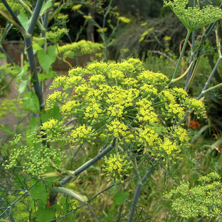 フェンネル ブロンズ Foeniculum Vulgare Var Dulce Rubrum 天空のバラ園 無農薬バラ苗 花 ハーブ産直販売