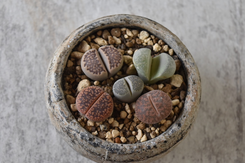砂漠の宝石 Ii 多肉植物寄せ植え Graceup Green 砂漠の宝石 Ii 多肉植物寄せ植え Graceup Green