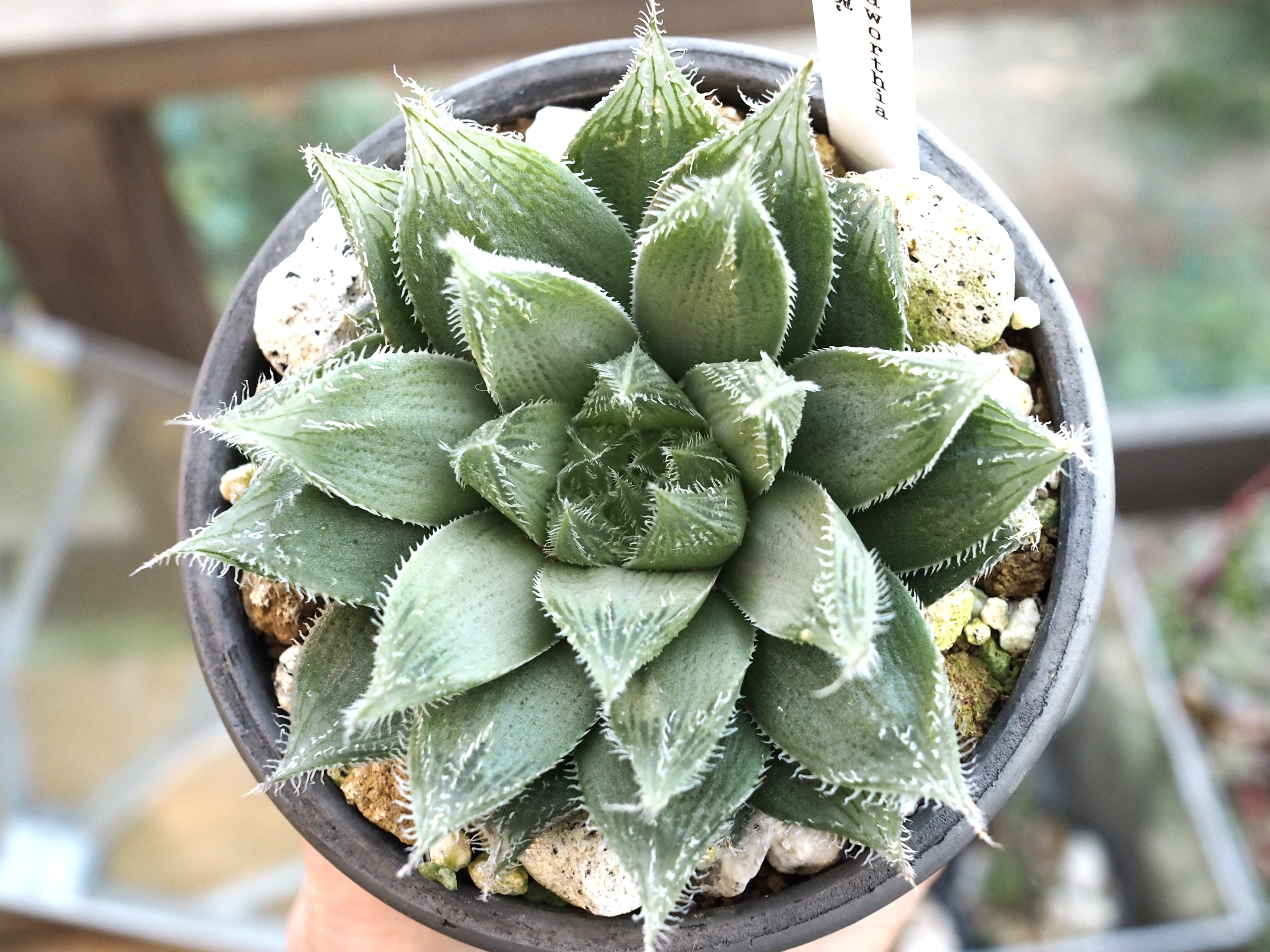 ハオルシア 白兎 多肉植物デイジーアンドビー