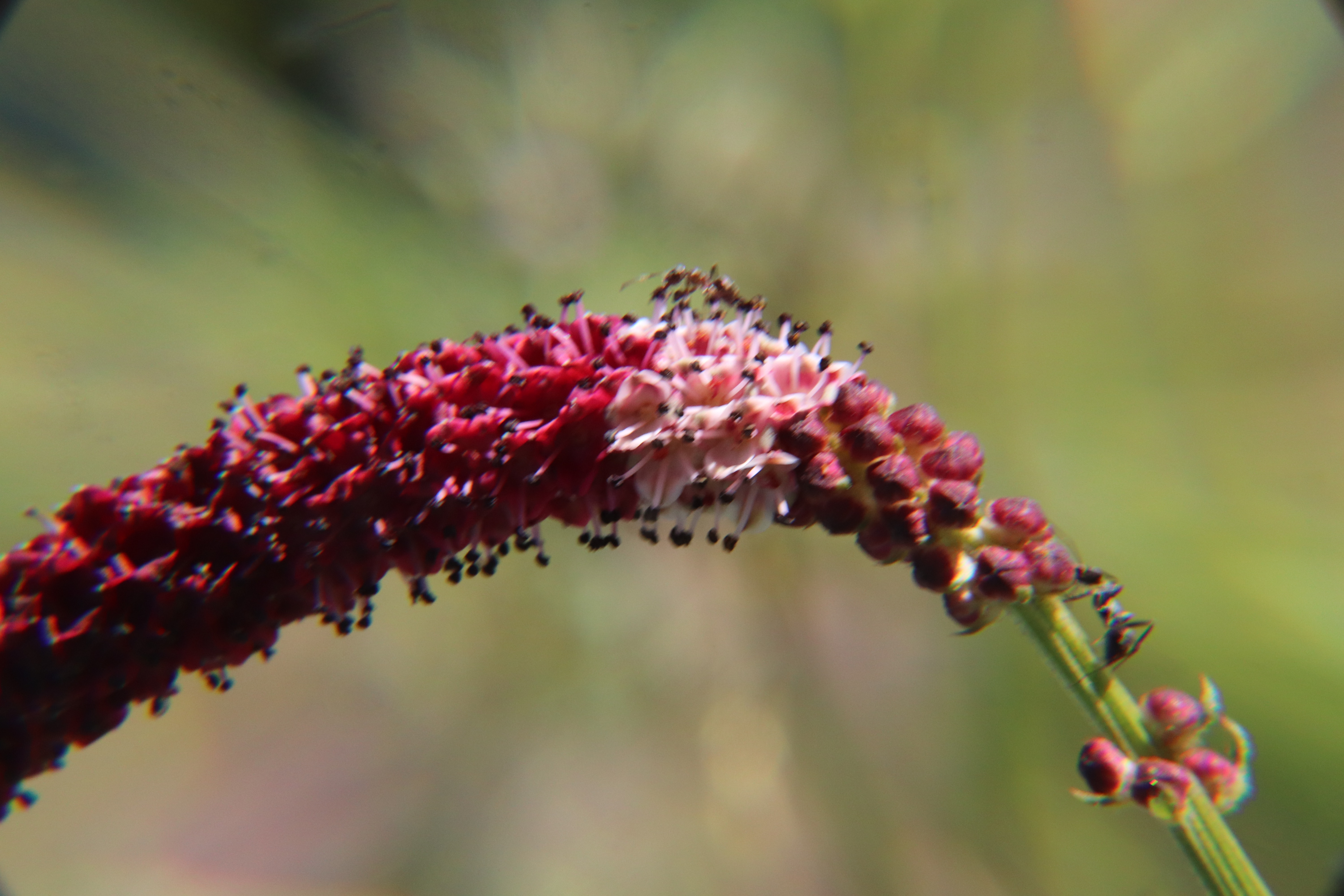 ナガボノアカワレモコウ(長穂赤吾木香) 【山野草】