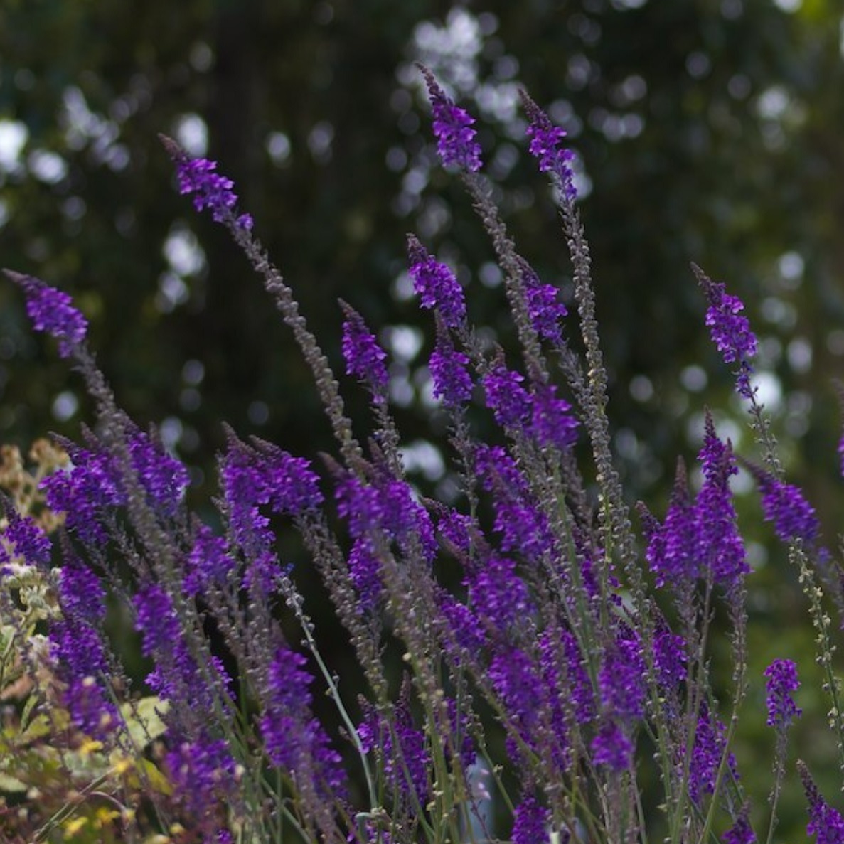 リナリア プルプレア 宿根リナリア Linarira Purpurea 天空のバラ園 無農薬バラ苗 花 ハーブ産直販売