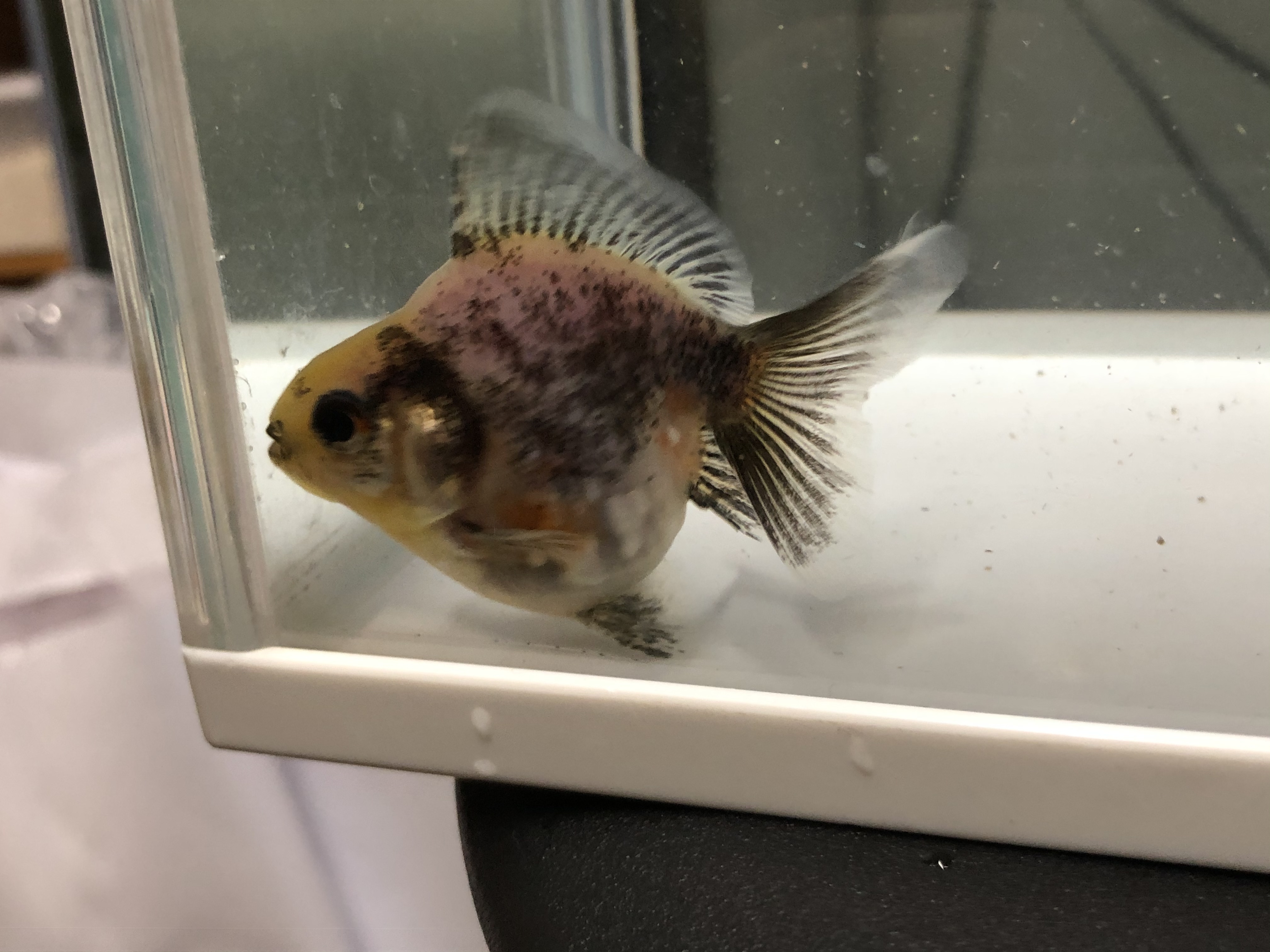 撤錦ショートテール琉金 口曲がり 金魚宝房 撤錦ショートテール琉金 口曲がり 金魚宝房