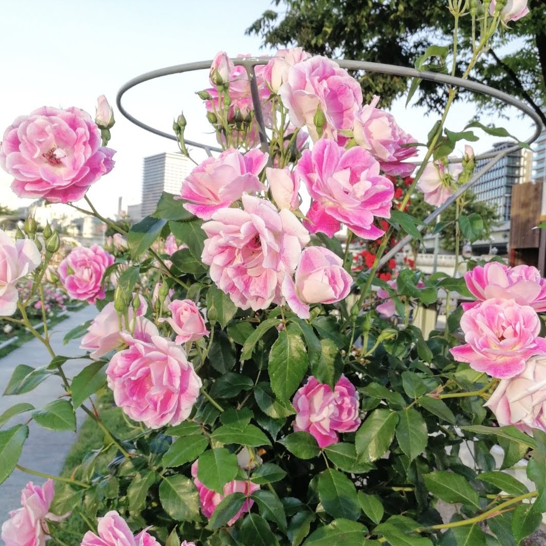 年のベスト アイス バーグ 花 言葉 写真最高の壁紙 年のベスト アイス バーグ 花 言葉 写真最高の壁紙