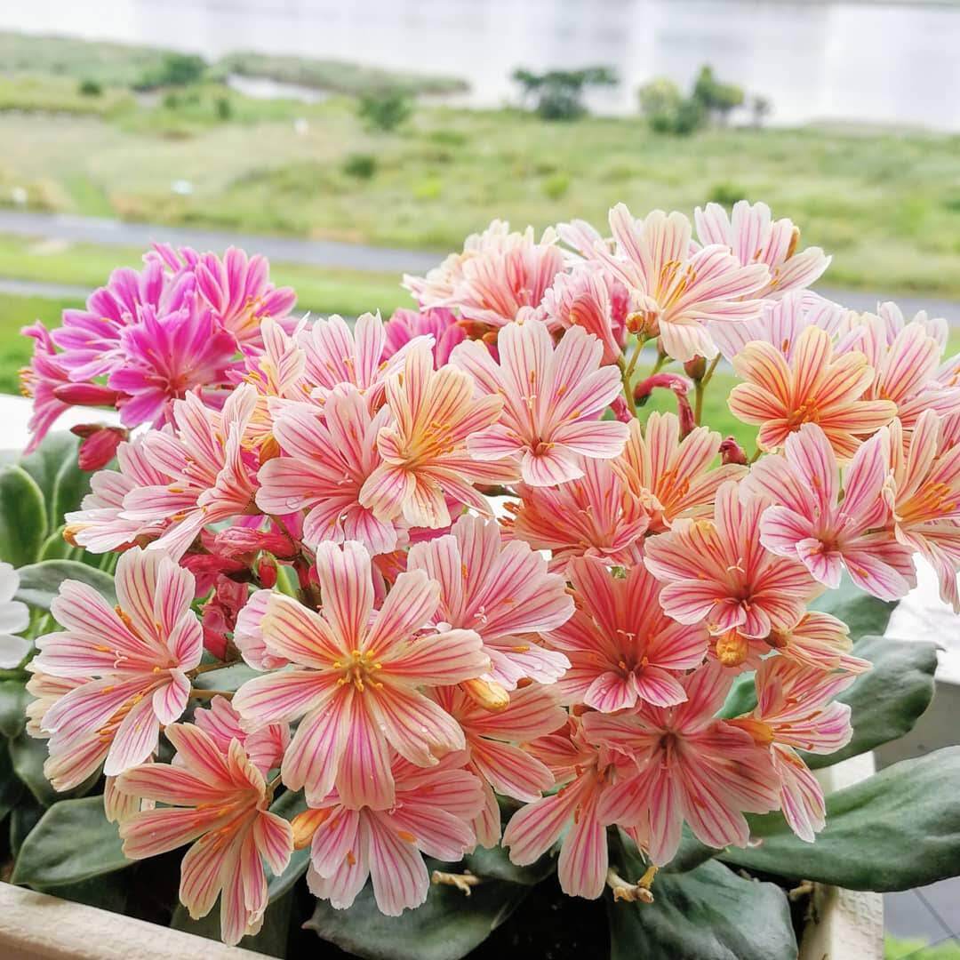 レウィシア 四季咲きイワハナビ Lewisia Cotyledon Elise 天空のバラ園 無農薬バラ苗 花 ハーブ産直販売