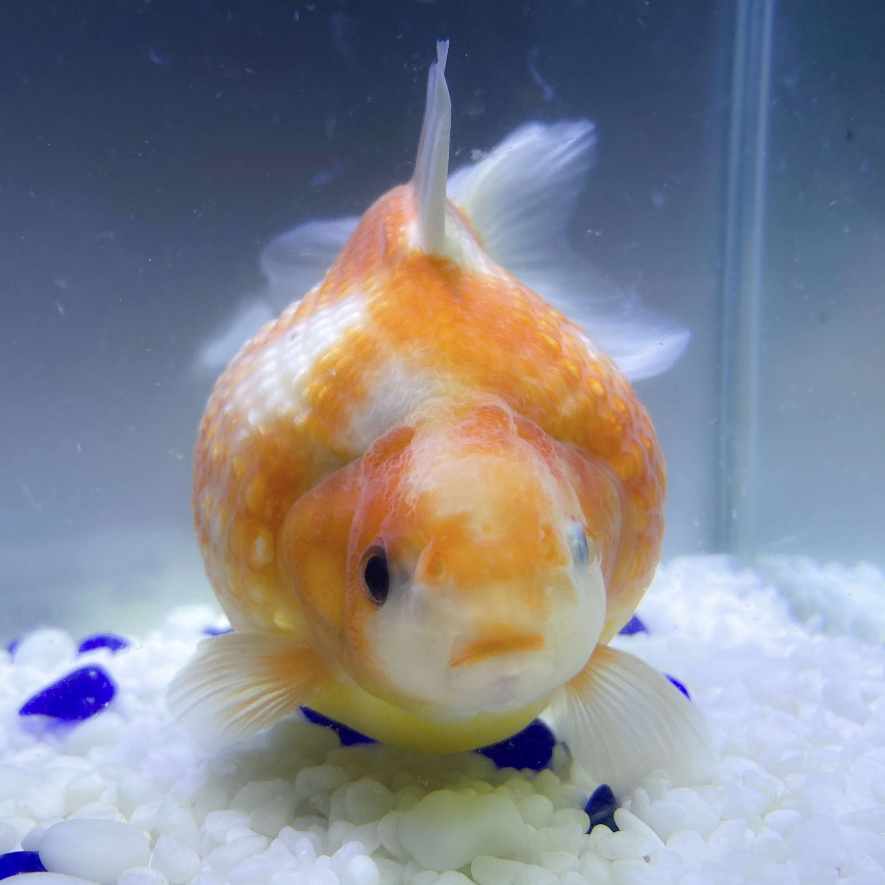 国産 金魚 当店18年産 ピンポンパール 1匹 13センチ前後 さらさ 自家産 Sakura Sarasa 国産 金魚 当店18年産 ピンポンパール 1匹 13センチ前後 さらさ 自家産 Sakura Sarasa