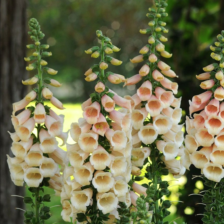 ジギタリス ダルメシアン ピーチ Digitalis Purpurea F1 Dalmatian Peach 天空のバラ園 無農薬バラ苗 花苗 クレマチス ハーブ産直販売