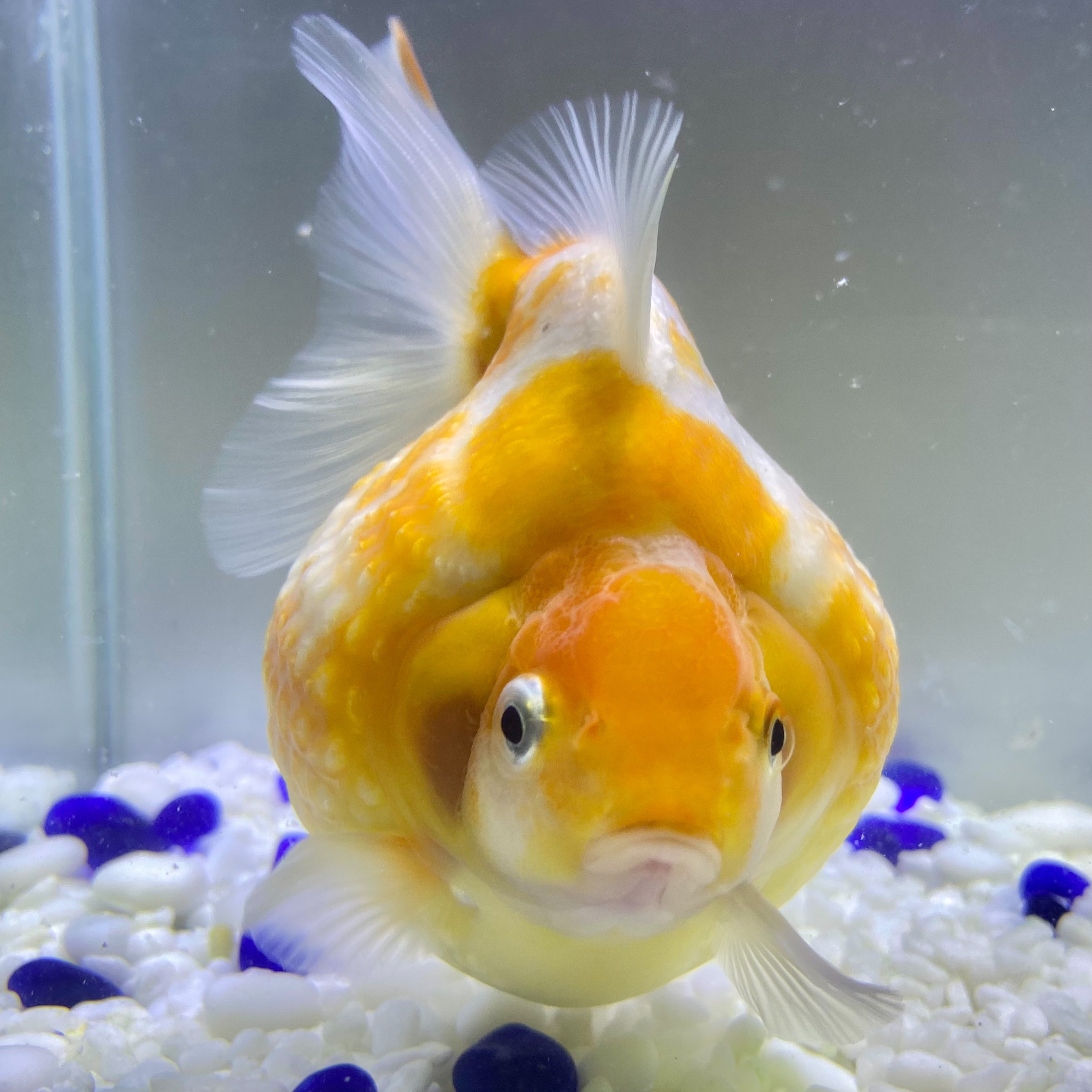 国産 金魚 当店19年産 ピンポンパール 上物 1匹 10 11センチ前後 さらさ 黄色系 自家産 Sakura Sarasa Powered By Base