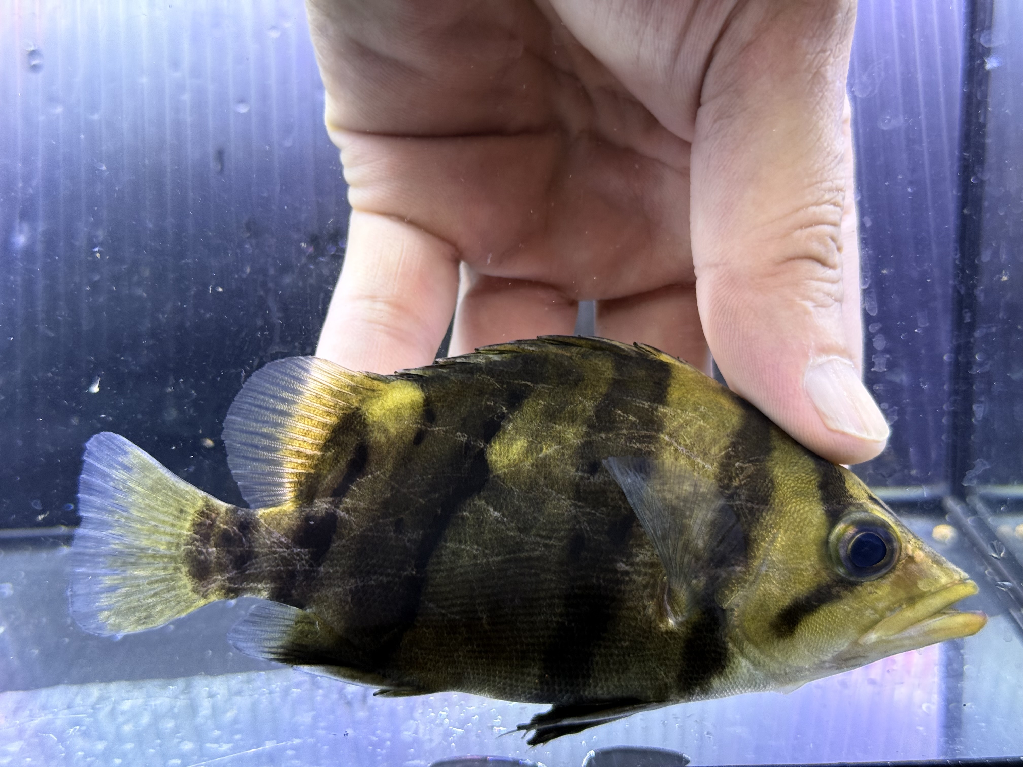 G01④  ダトニオリアルバンド　14㎝前後　イエロー　シミなし