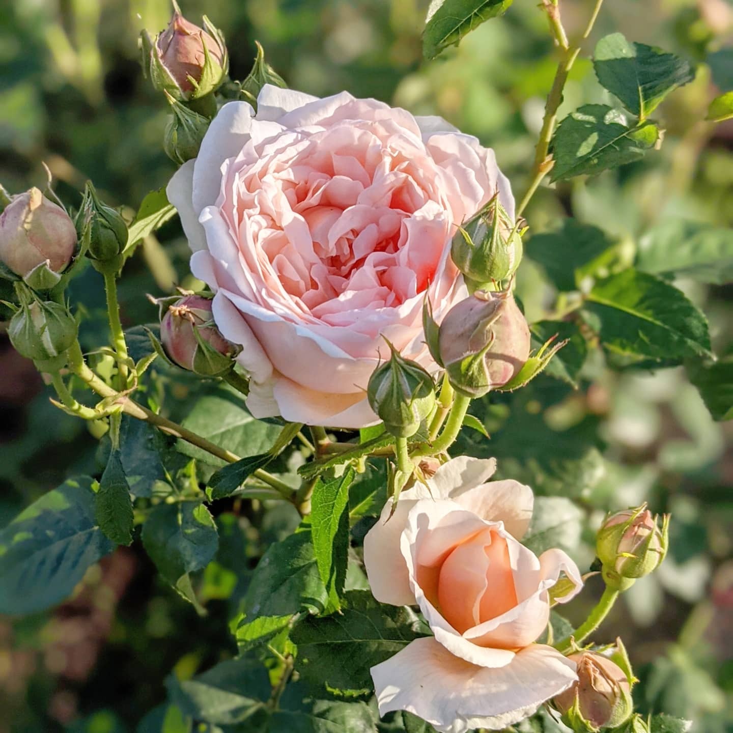 アンブリッジ ローズ 天空のバラ園 無農薬バラ苗 花苗 クレマチス ハーブ産直販売