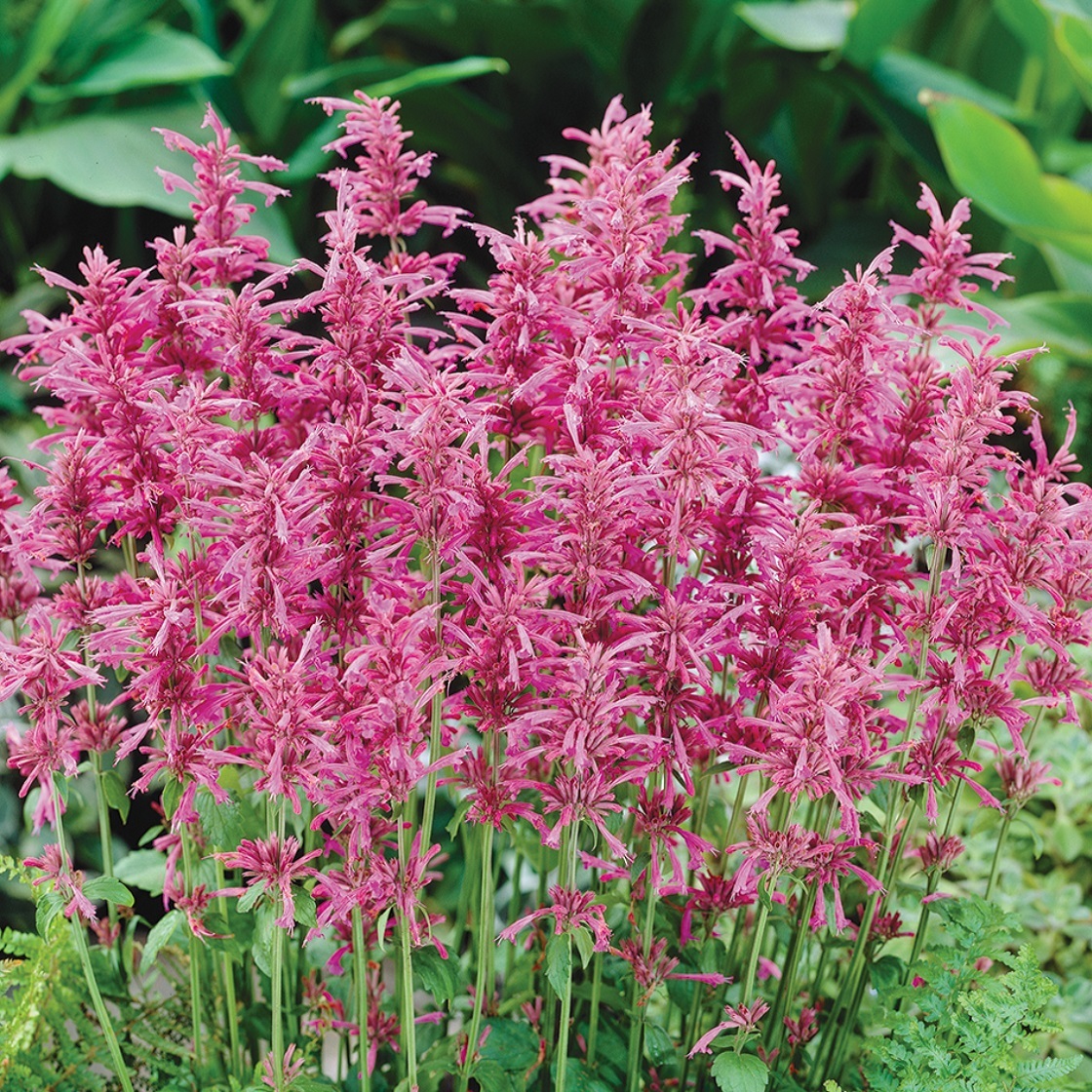 アガスターシェ ボレロ Agastache Cana Bolero 天空のバラ園 無農薬バラ苗 花苗 クレマチス ハーブ産直販売 アガスターシェ ボレロ Agastache Cana Bolero 天空のバラ園 無農薬バラ苗 花苗 クレマチス ハーブ産直販売