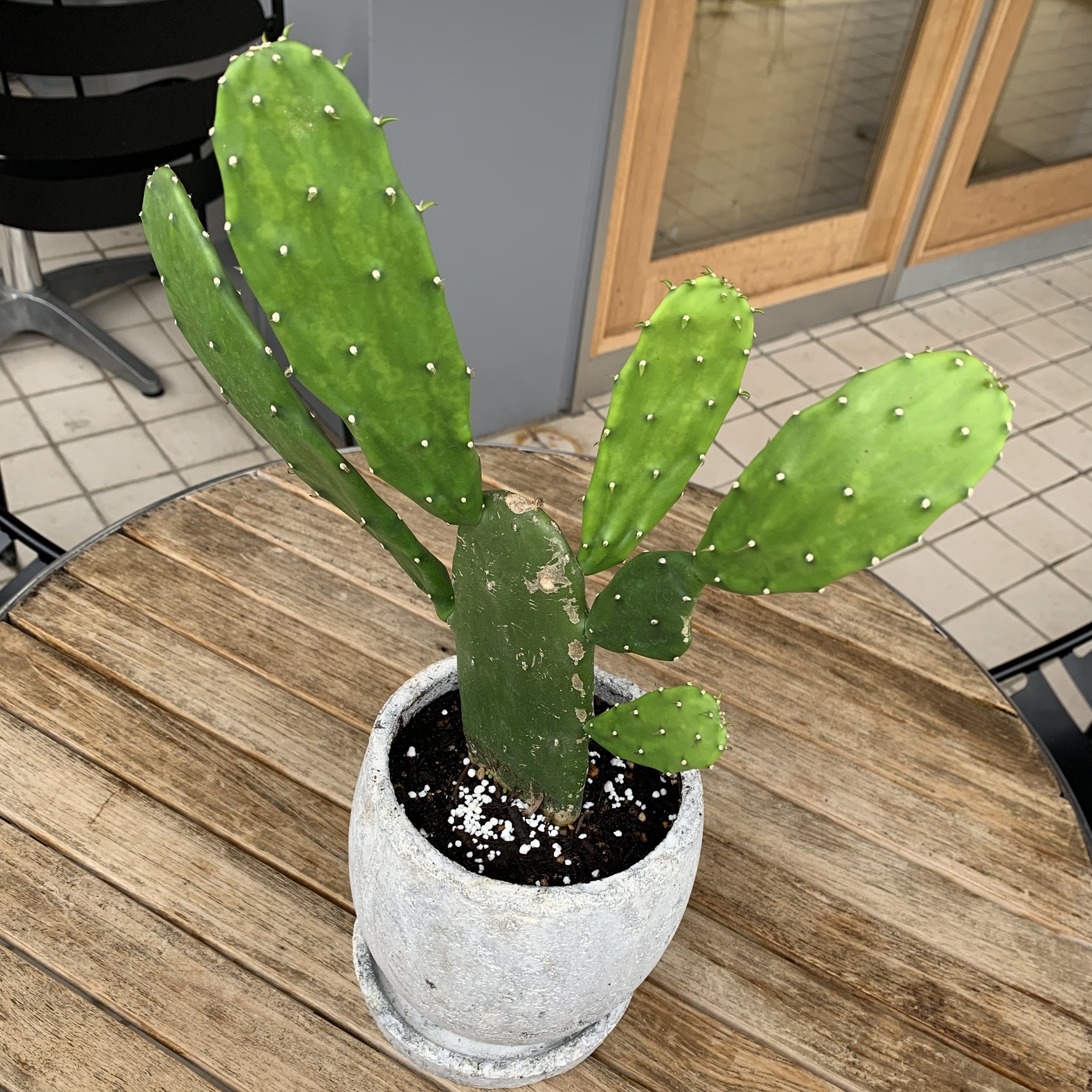 送料込 観葉植物 ウチワサボテン 5号 陶器鉢 インテリア 卓上 Florist Lulu Flower ルルフラワー オンラインストア 送料込 観葉植物 ウチワサボテン 5号 陶器鉢 インテリア 卓上 Florist Lulu Flower ルルフラワー オンラインストア