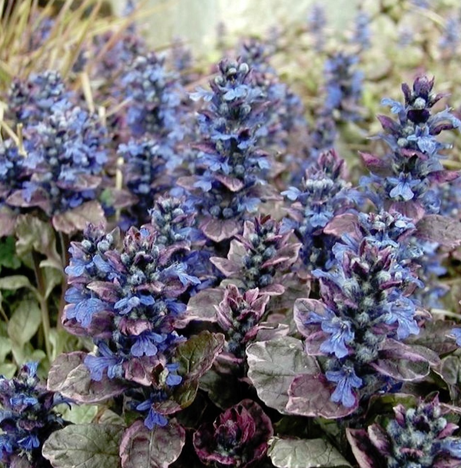 アジュガ バーガンデイーグロー Ajuga Reptans Burgundy Glow 天空のバラ園 無農薬バラ苗 花苗 クレマチス ハーブ産直 販売 アジュガ バーガンデイーグロー Ajuga Reptans Burgundy Glow 天空のバラ園 無農薬バラ苗 花苗 クレマチス ハーブ産直 販売