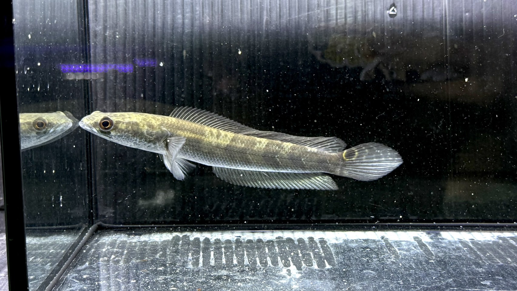 A15   北カリマンタン グリーンマルリウス　15㎝前後　久しぶりの入荷