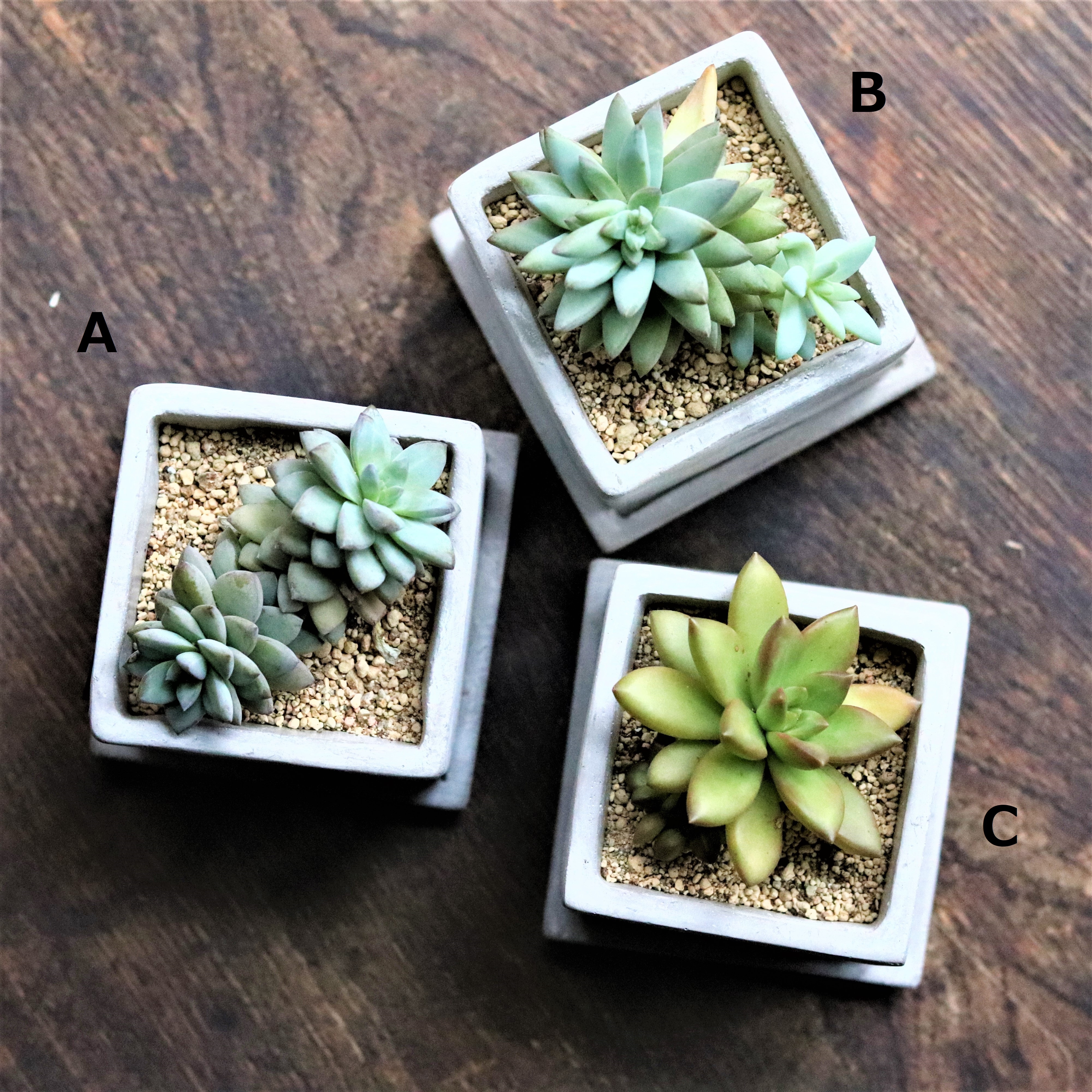 グリーン 多肉植物 セダム ジーフラットインテリアショップ グリーン 多肉植物 セダム ジーフラットインテリアショップ