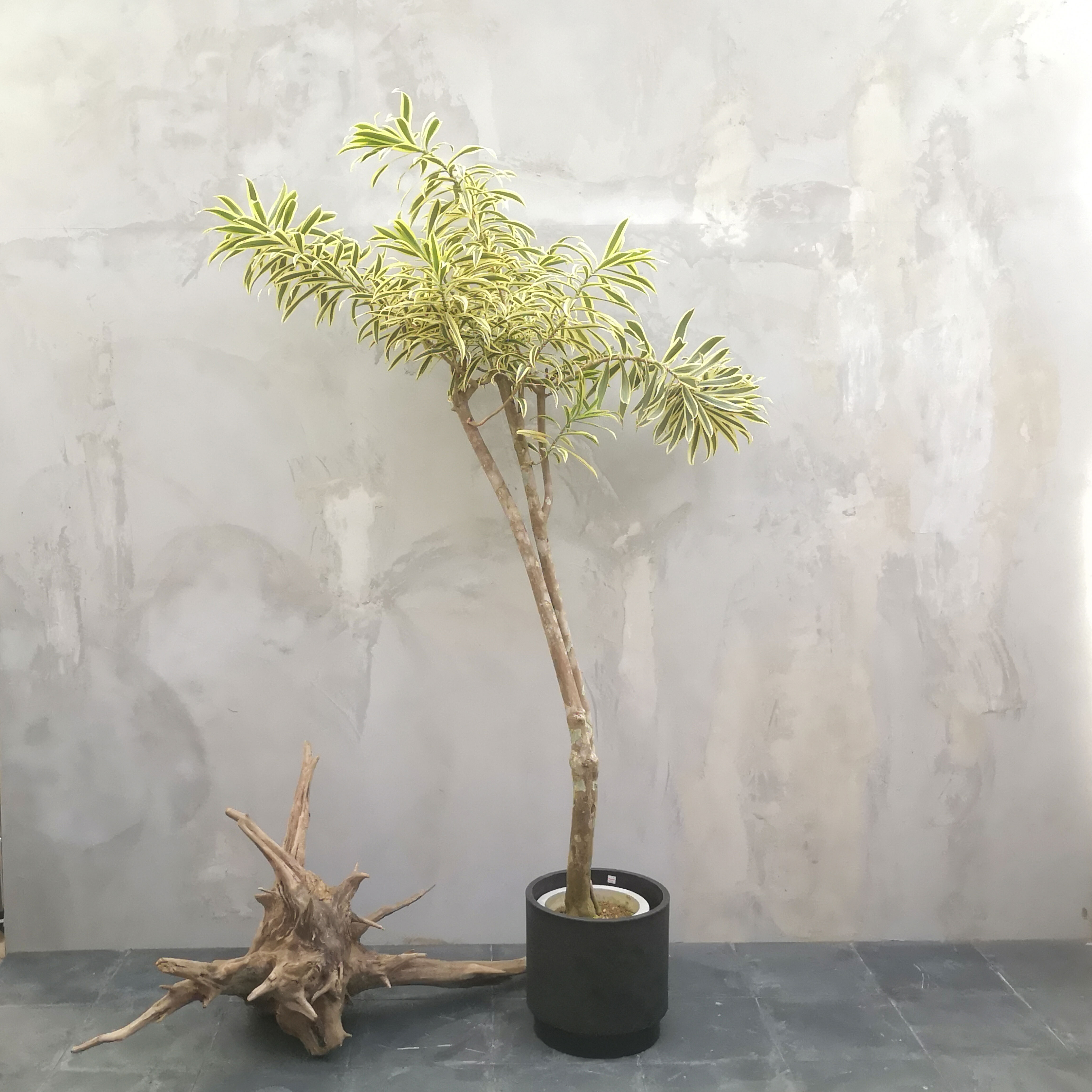 現物一点物 観葉植物 ソングオブインディオ 中型 配送近隣限定 And Leaf アンドリーフ 観葉植物 大阪市 インテリア 送料無料 現物一点物 観葉植物 ソングオブインディオ 中型 配送近隣限定 And Leaf アンドリーフ 観葉植物 大阪市 インテリア 送料無料