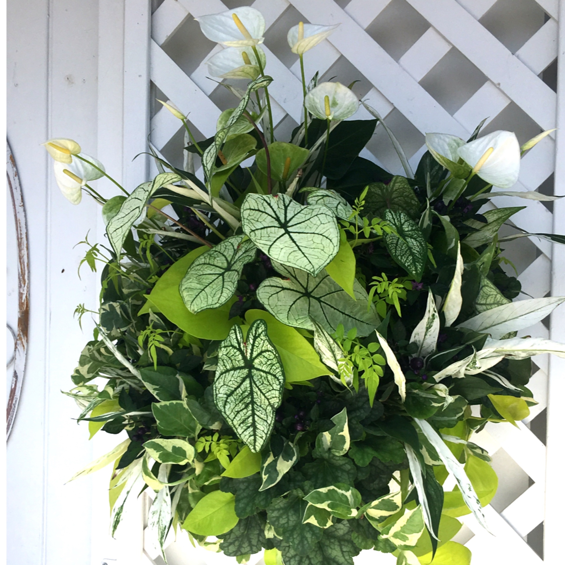 爽やかな観葉植物のウォールバスケット【オーダー】 - 画像1