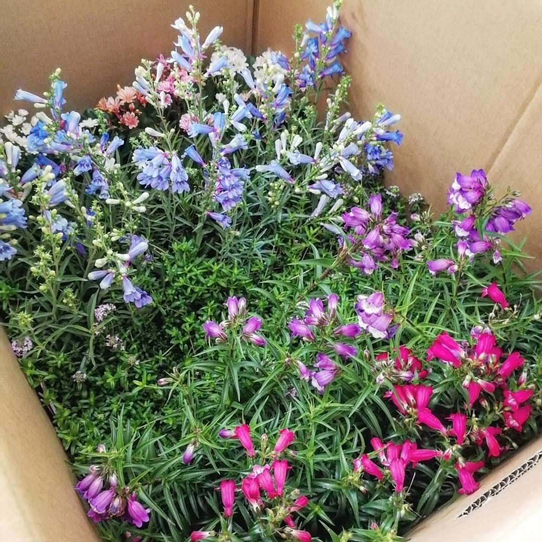 ギリア トリコロール Gilia Tricolor 天空のバラ園 無農薬バラ苗 花苗 クレマチス ハーブ産直販売 ギリア トリコロール Gilia Tricolor 天空のバラ園 無農薬バラ苗 花苗 クレマチス ハーブ産直販売
