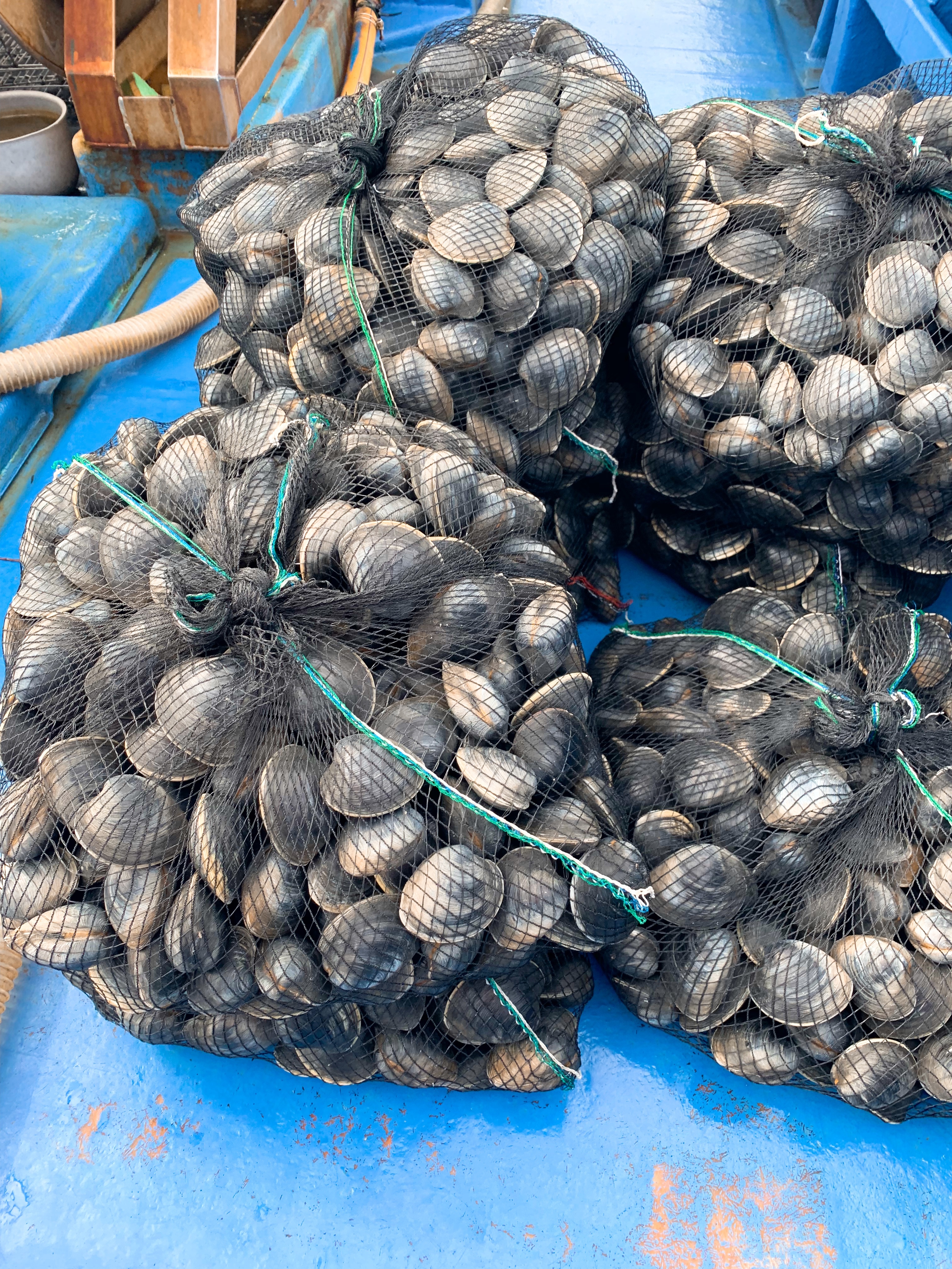 千葉県産 活ホンビノス貝 Sサイズmサイズ混じり 約10kg入り Tokyobayfisherman S