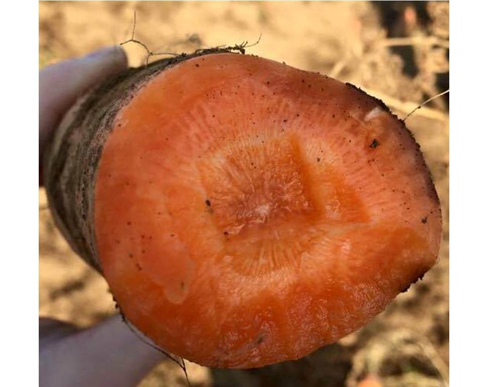 冷凍すり搾り製法のにんじんジュース(100g1袋) - 画像5