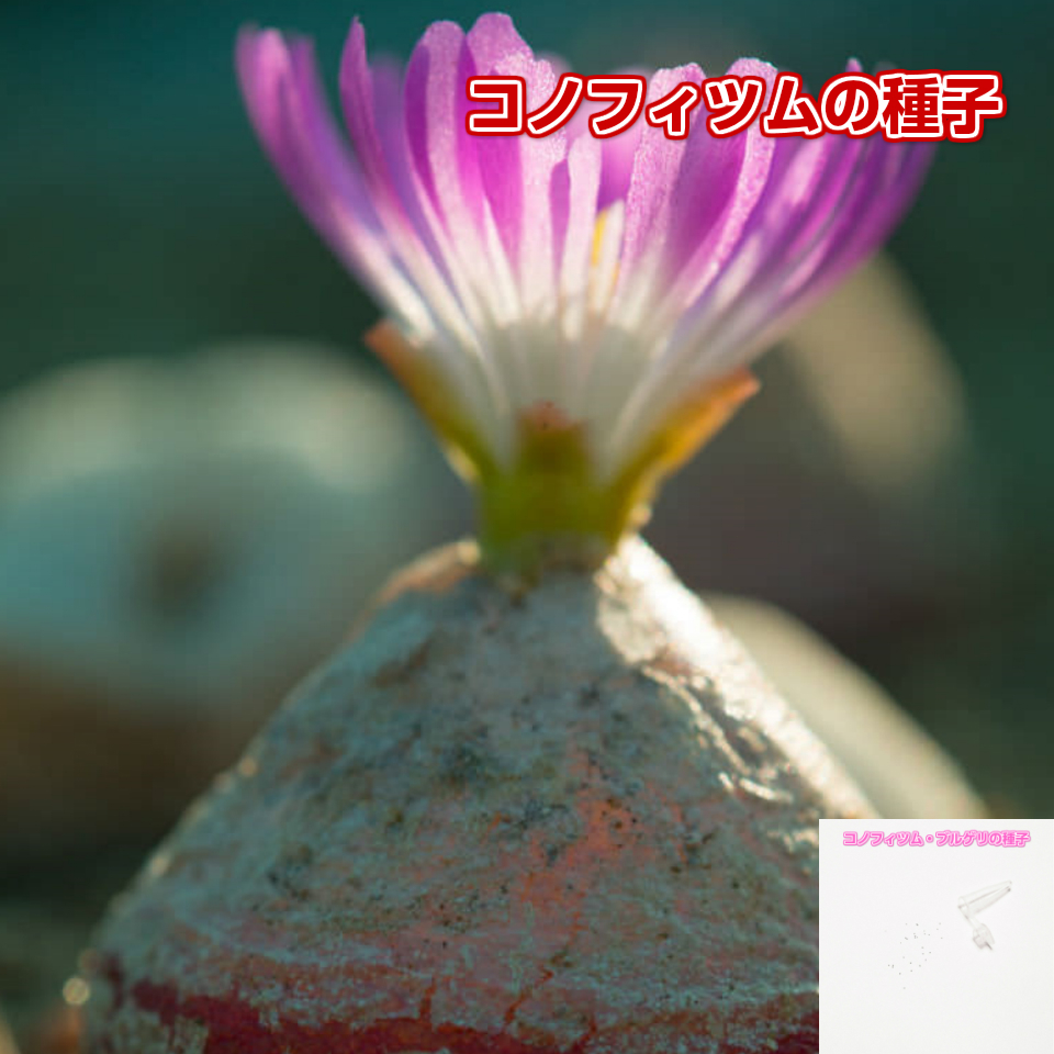 壁紙無料の材料 ベスト 多肉 植物 ブルゲリ 壁紙無料の材料 ベスト 多肉 植物 ブルゲリ