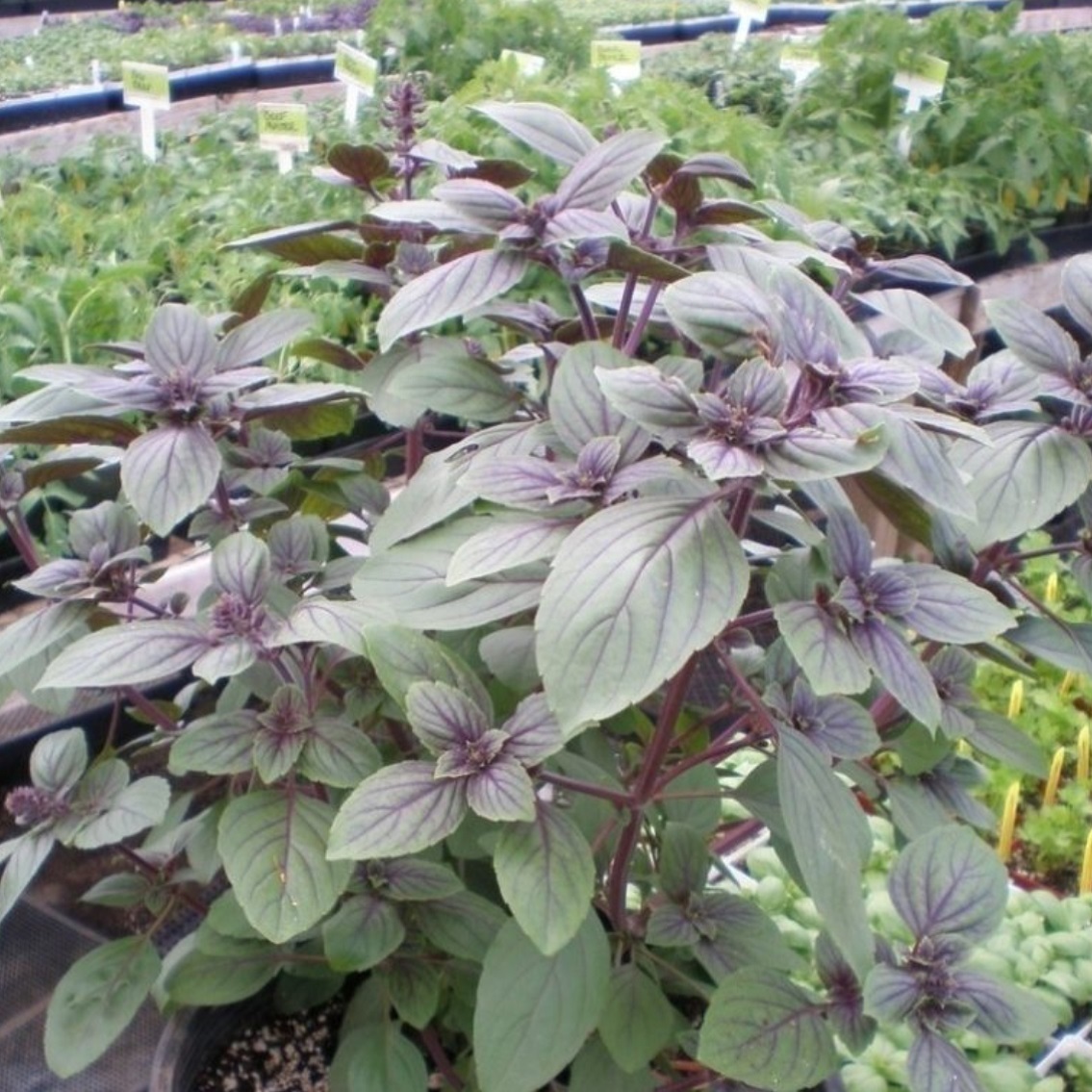 アフリカンブルー バジル Ocimum Basillcum African Blue 天空のバラ園 無農薬バラ苗 花苗 クレマチス ハーブ産直 販売