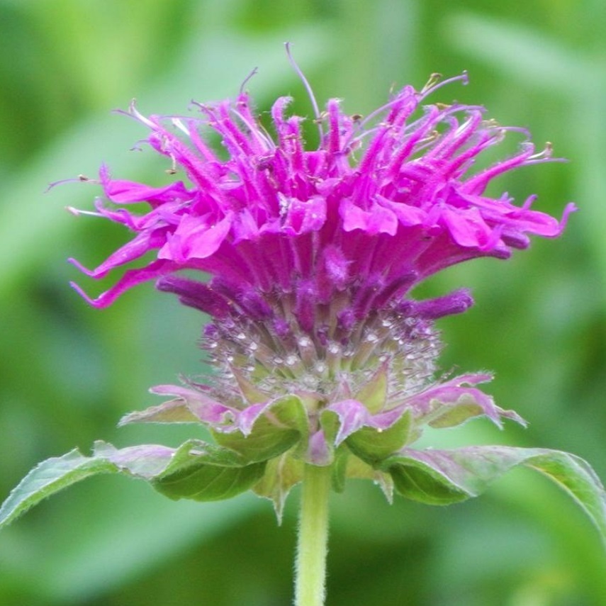 モナルダ ベルガモット Monarda Spp 天空のバラ園 無農薬バラ苗 花 ハーブ産直販売