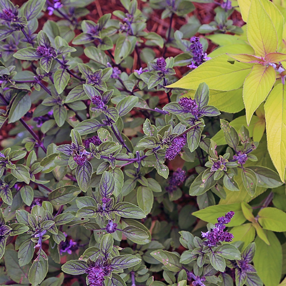 アフリカンブルー バジル Ocimum Basillcum African Blue 天空のバラ園 無農薬バラ苗 花 ハーブ産直販売