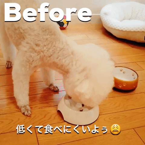 送料無料 愛犬サイズで作るボウルスタンド Sサイズ 新色チョコブラウン フードスタンド 洗える フードテーブル ドッグフード 食器台 愛犬careグッズ Dogsoxx ドッグソックス 送料無料 愛犬サイズで作るボウルスタンド Sサイズ 新色チョコブラウン フードスタンド 洗える フードテーブル ドッグフード 食器台 愛犬careグッズ Dogsoxx ドッグソックス