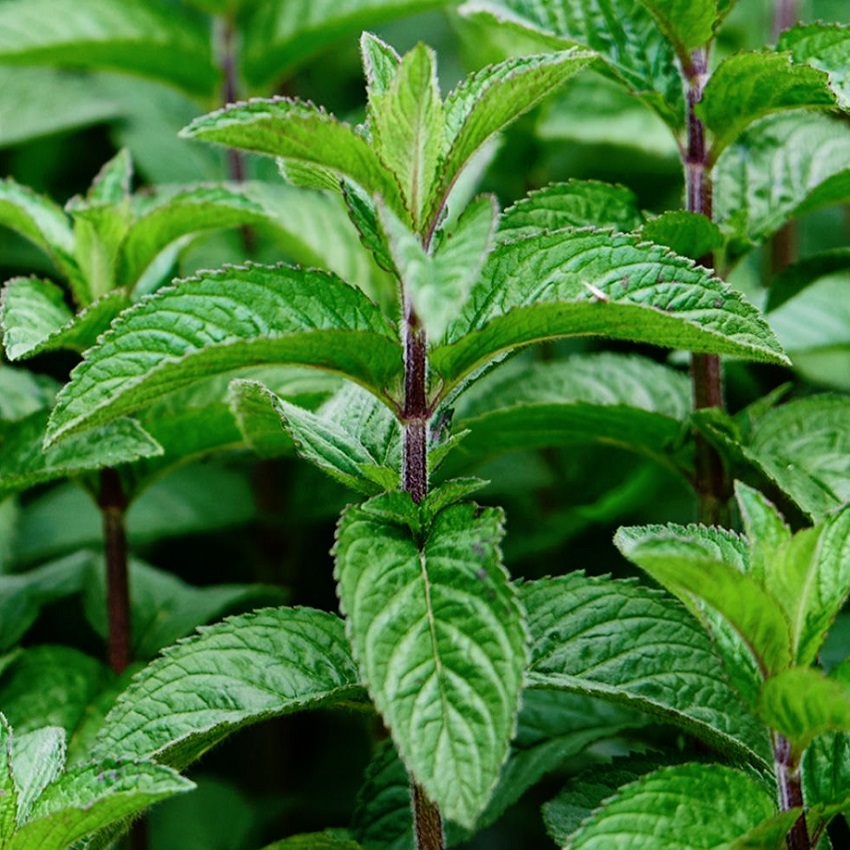 ペパーミント Mentha Piperita 天空のバラ園 無農薬バラ苗 花 ハーブ産直販売