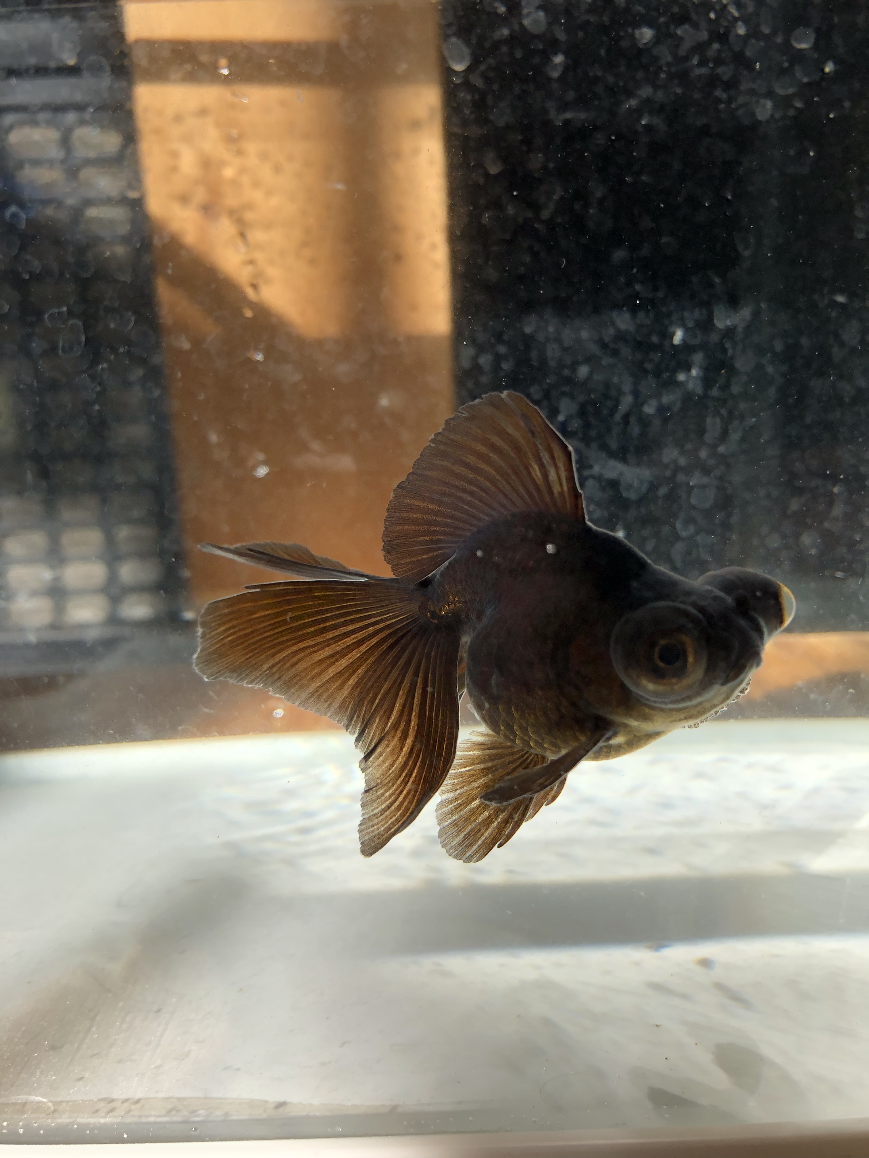 黒龍晴蝶尾 金魚宝房 黒龍晴蝶尾 金魚宝房