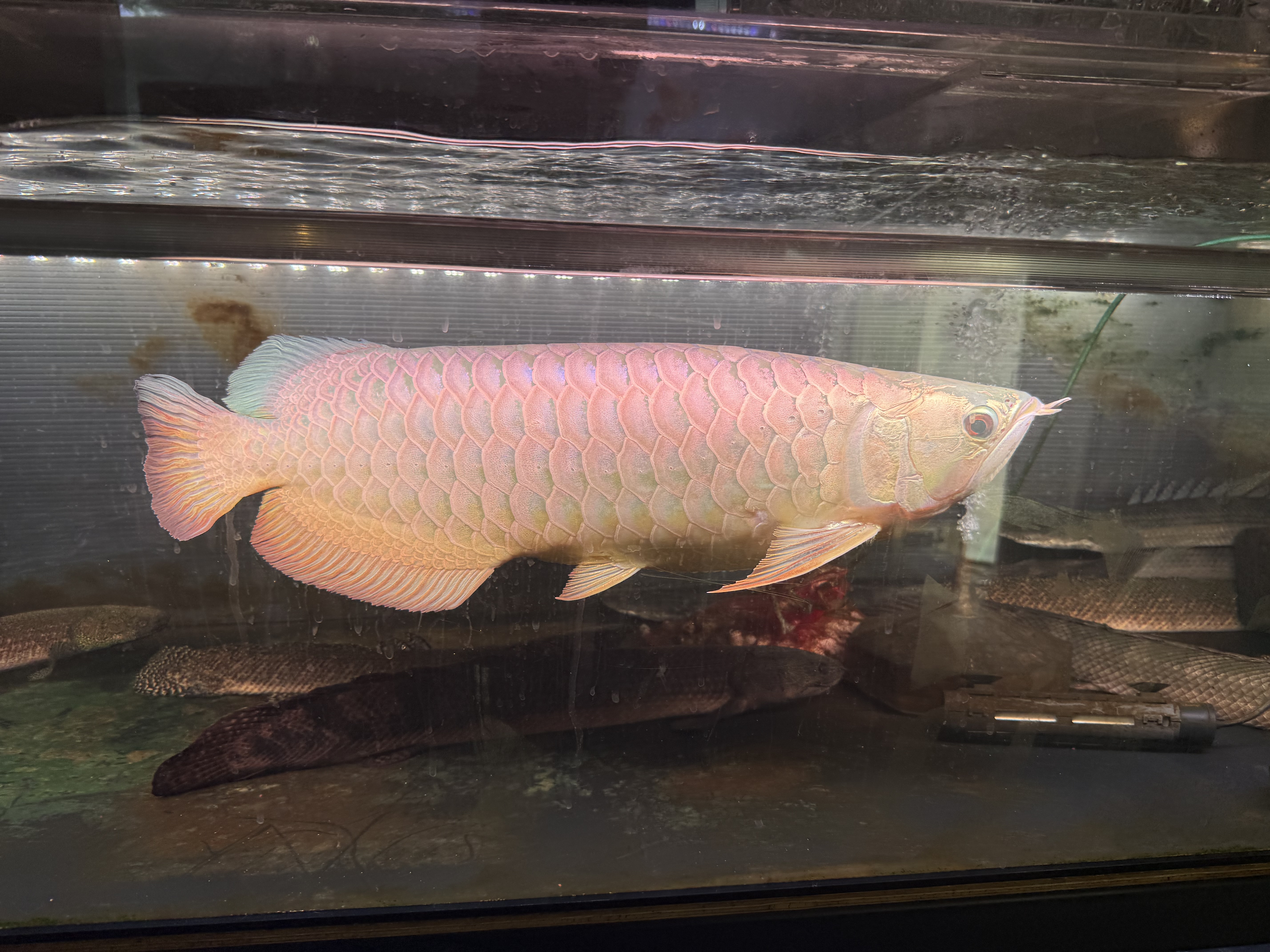 E05   過背金龍　53㎝前後　230-002729   発送は死着保証なし