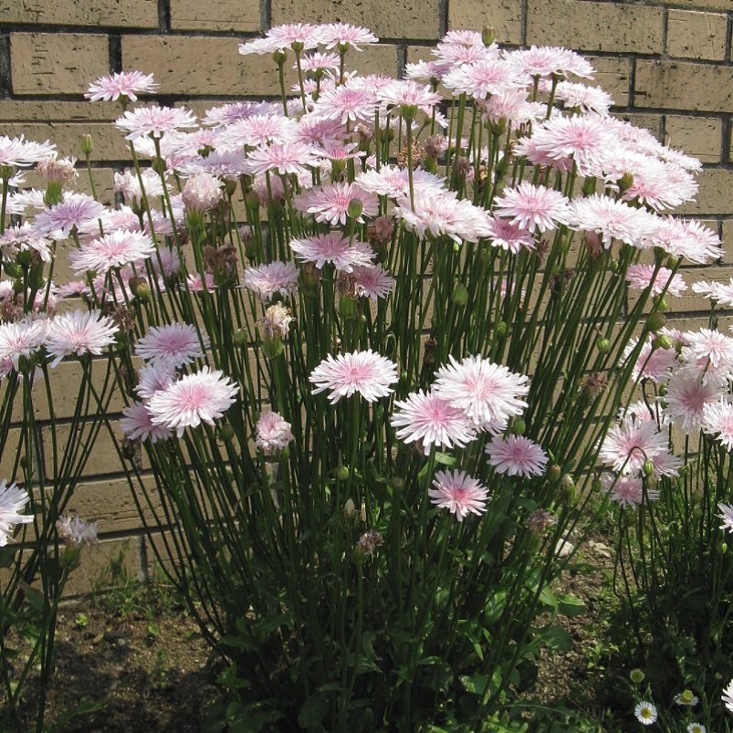 クレピス ルブラ モモイロタンポポ Crepis Rubra 天空のバラ園 無農薬バラ苗 花苗 クレマチス ハーブ産直販売 クレピス ルブラ モモイロタンポポ Crepis Rubra 天空のバラ園 無農薬バラ苗 花苗 クレマチス ハーブ産直販売