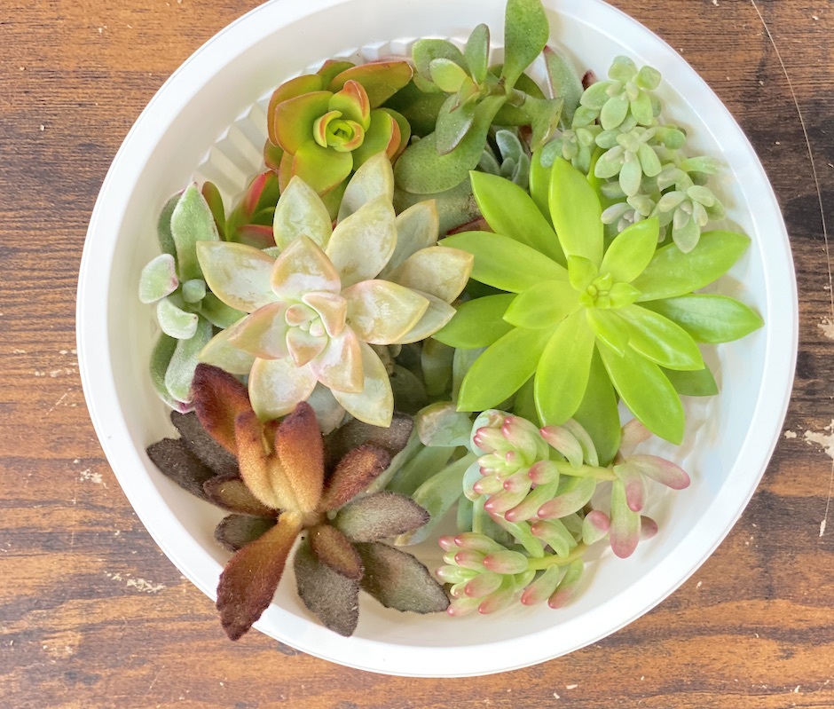多肉植物で作るリース。手づくりキット